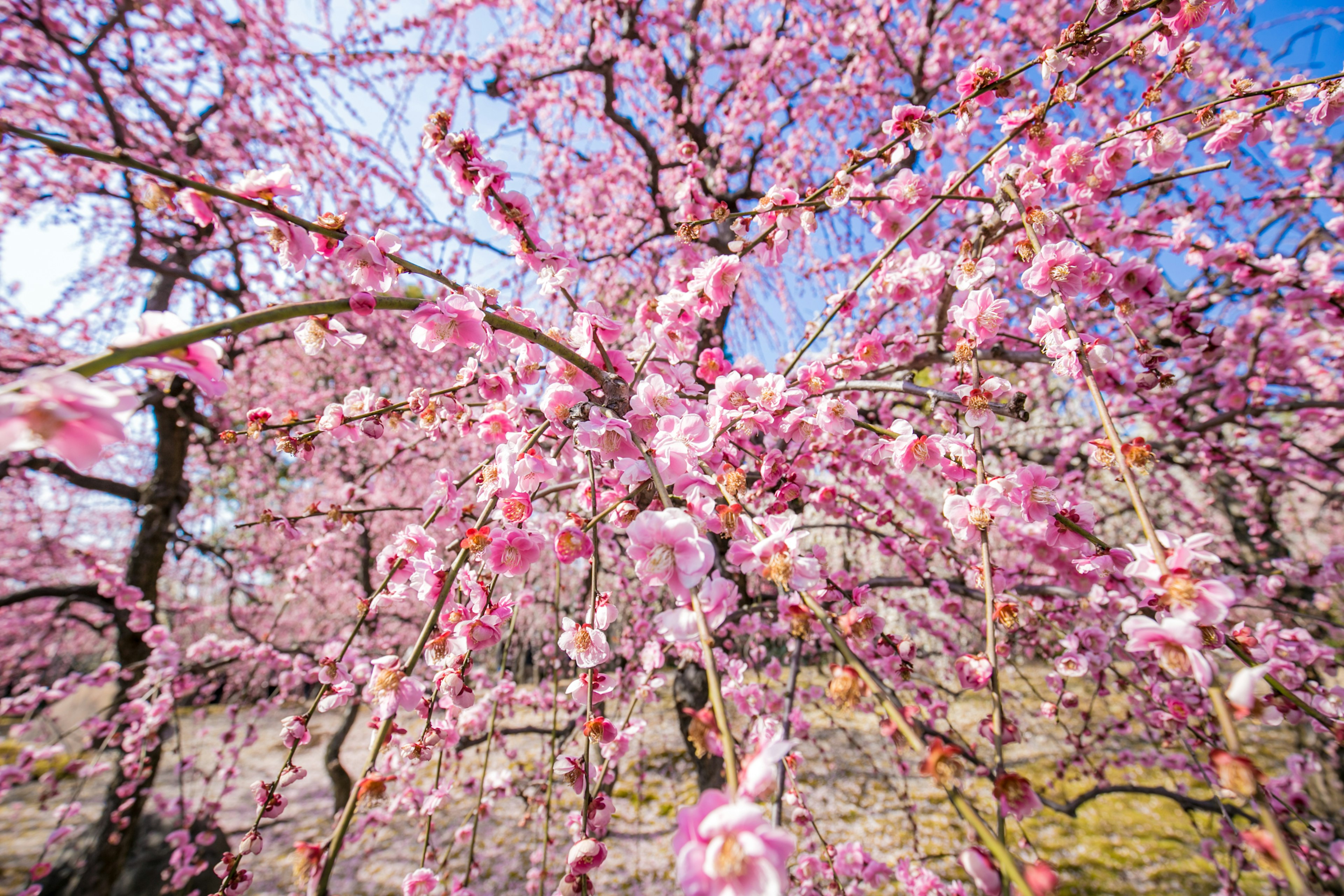 Close-up of cherry blossom trees with vibrant pink flowers