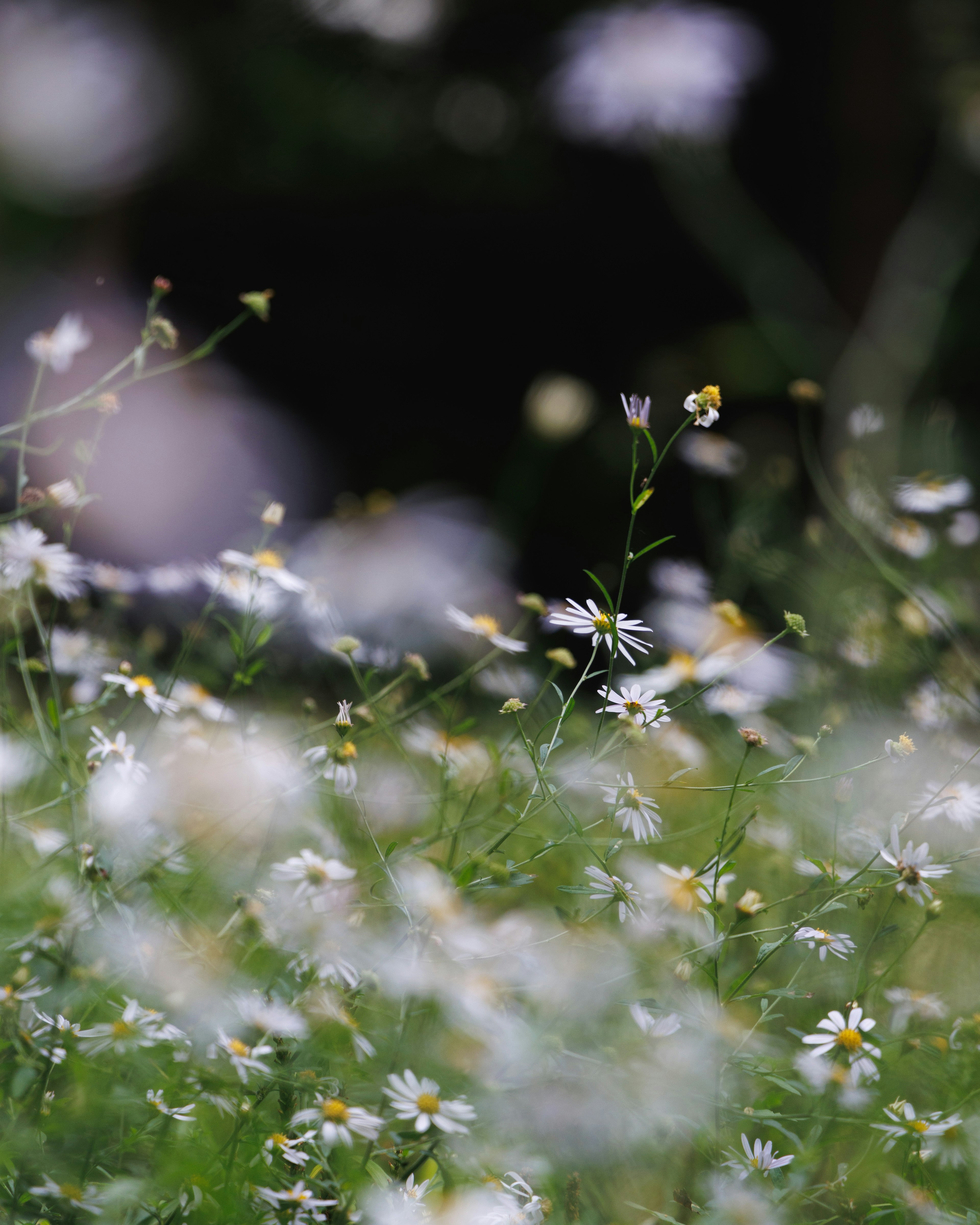 A field of white flowers with a blurred background