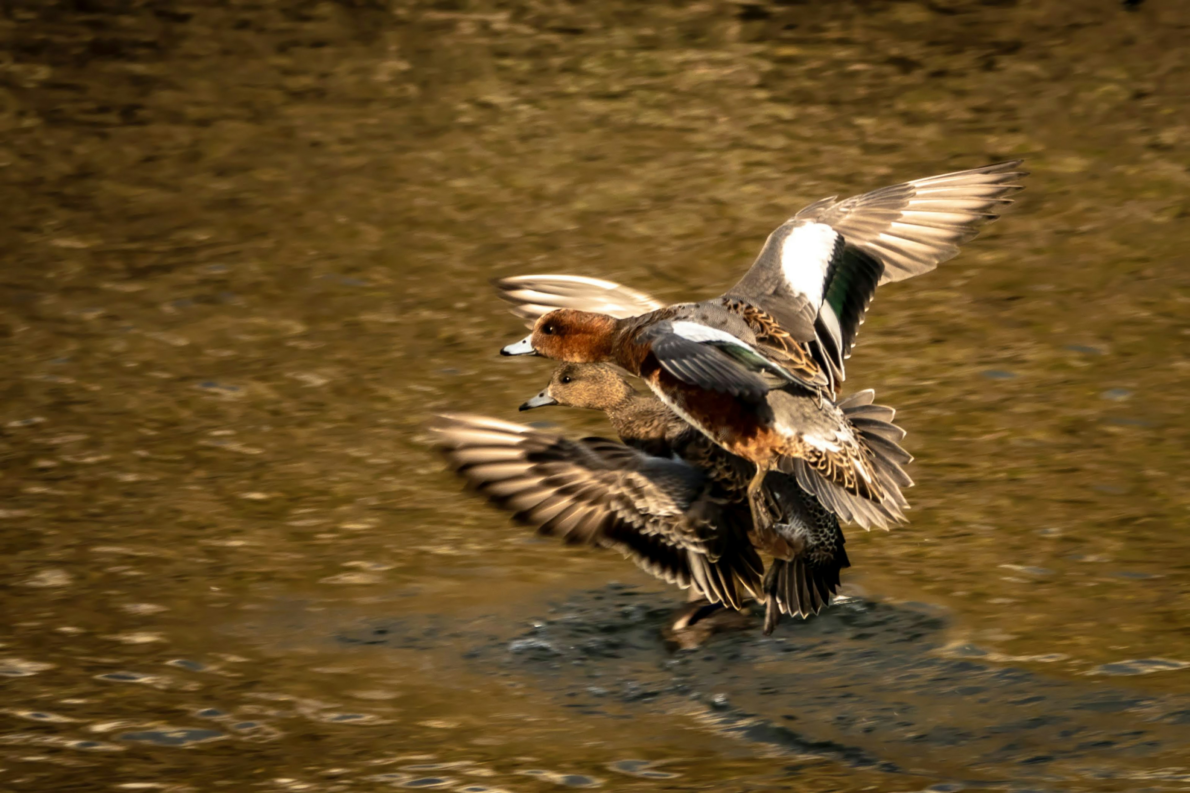 Two ducks flapping on the water surface with dynamic movement