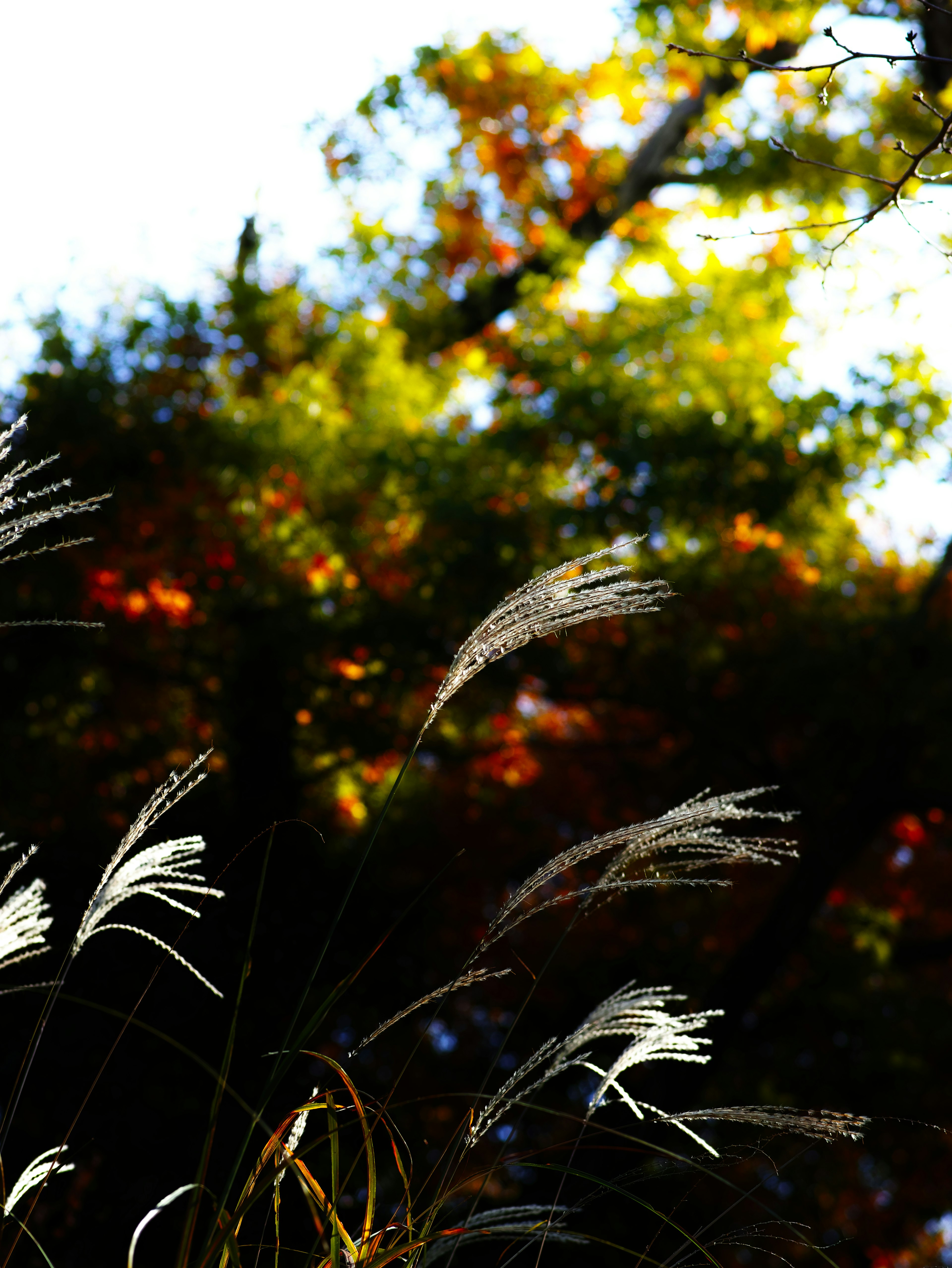 Szene mit weißen Gräsern, die vor einem herbstlichen Hintergrund wehen