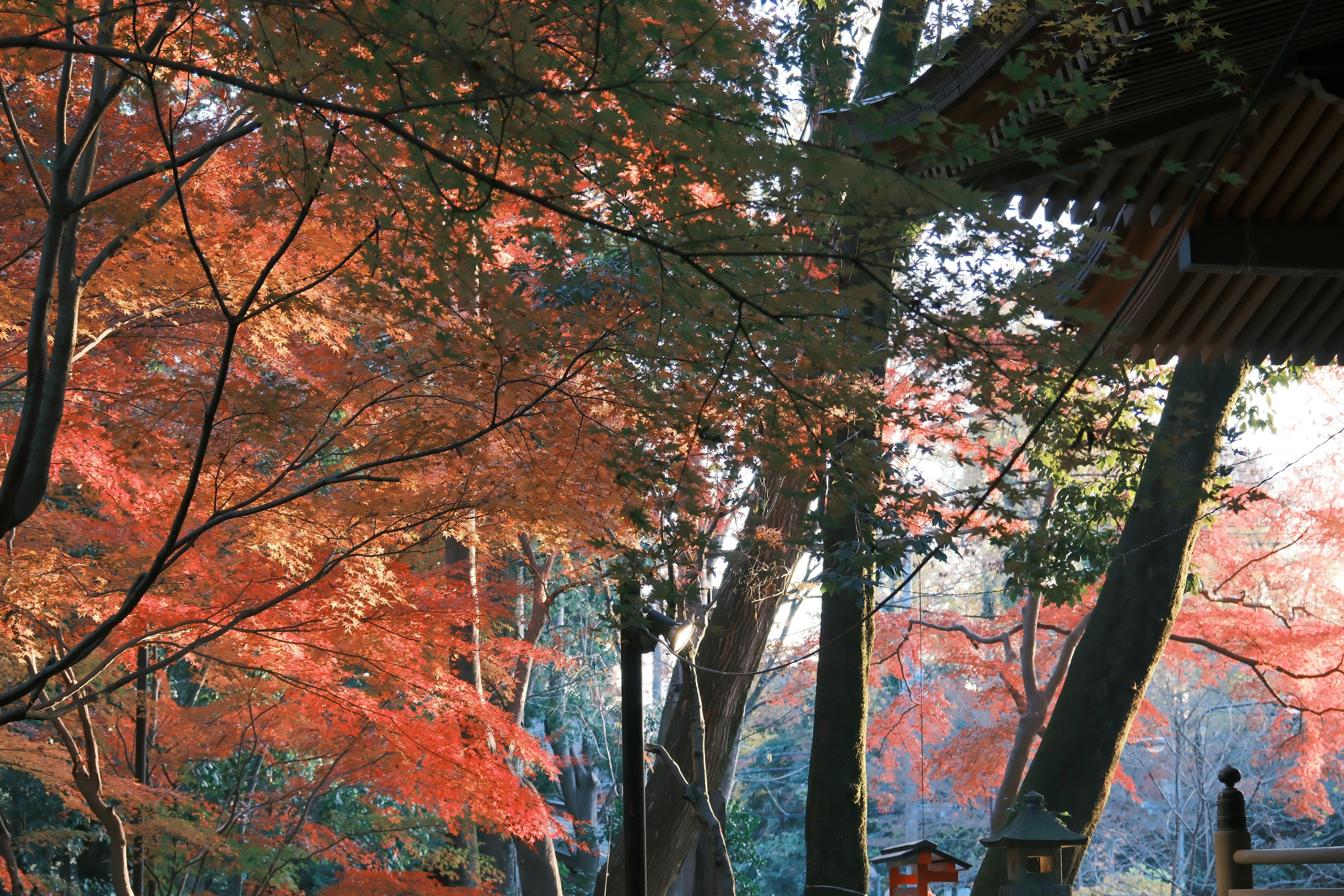 Scenic view of a forest with vibrant red autumn leaves