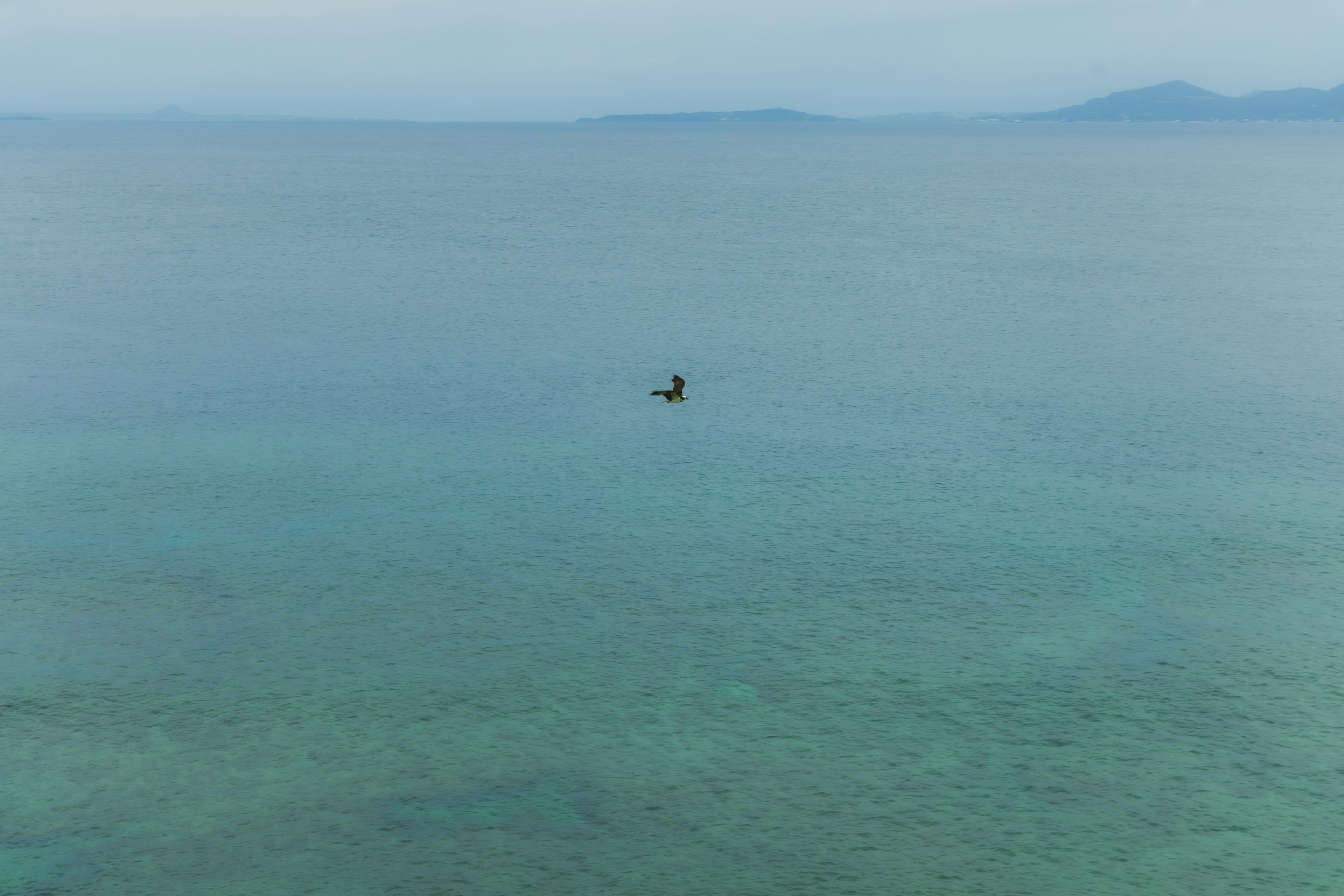 Siluet burung terbang di atas laut biru