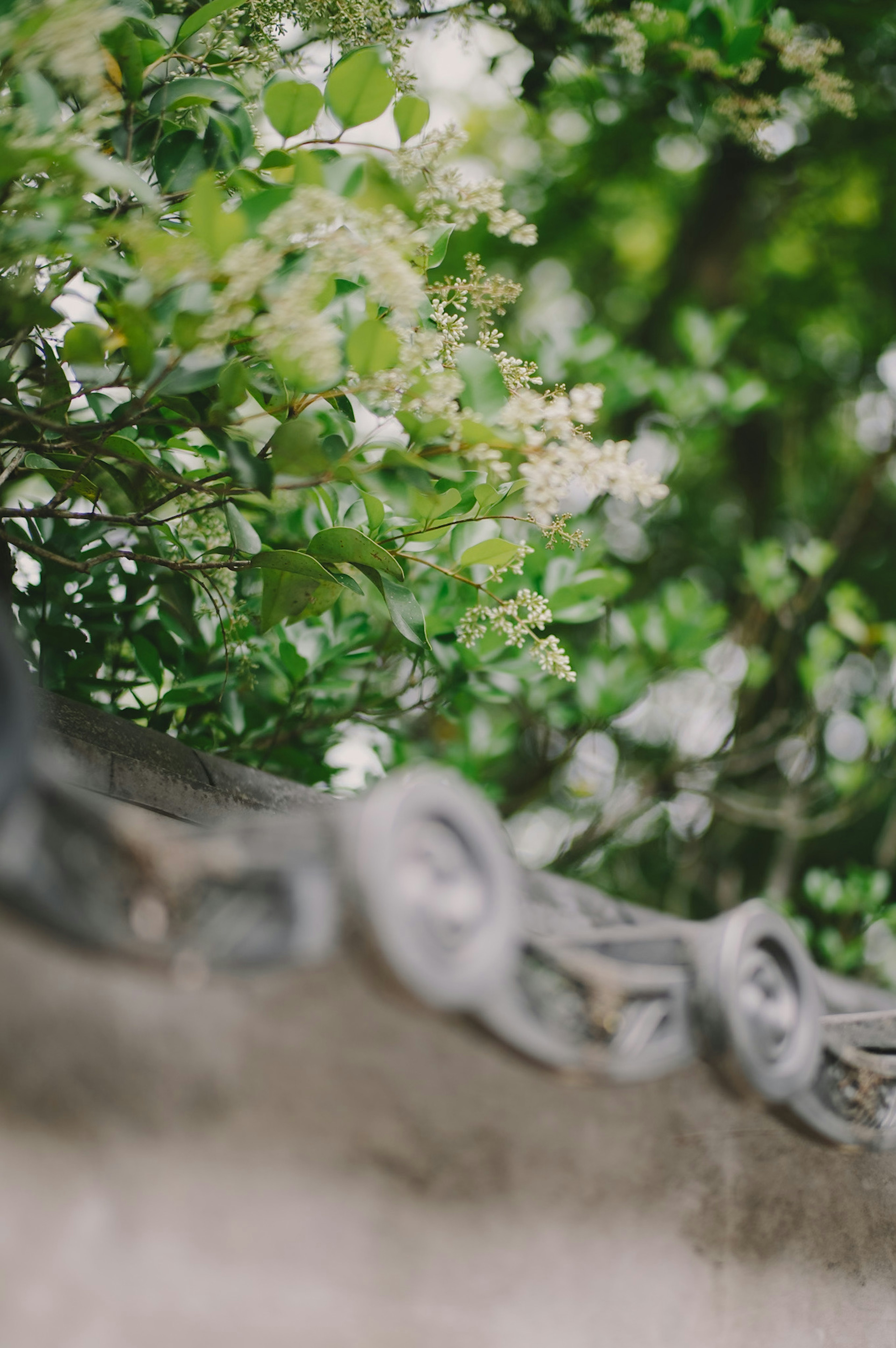 Decorative edge of an old wall with green leaves and white flowers