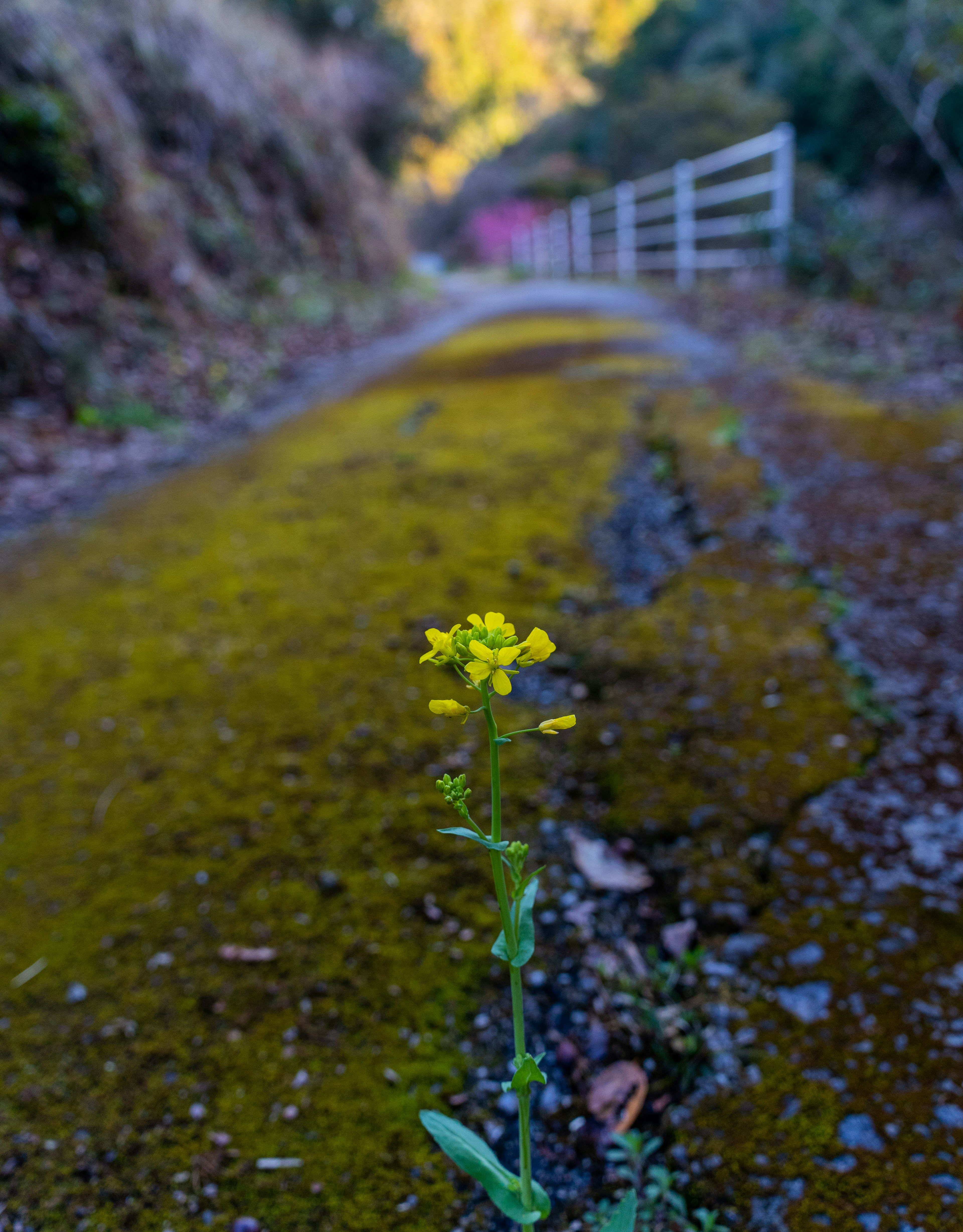 道端に生える黄色い花と苔のある風景