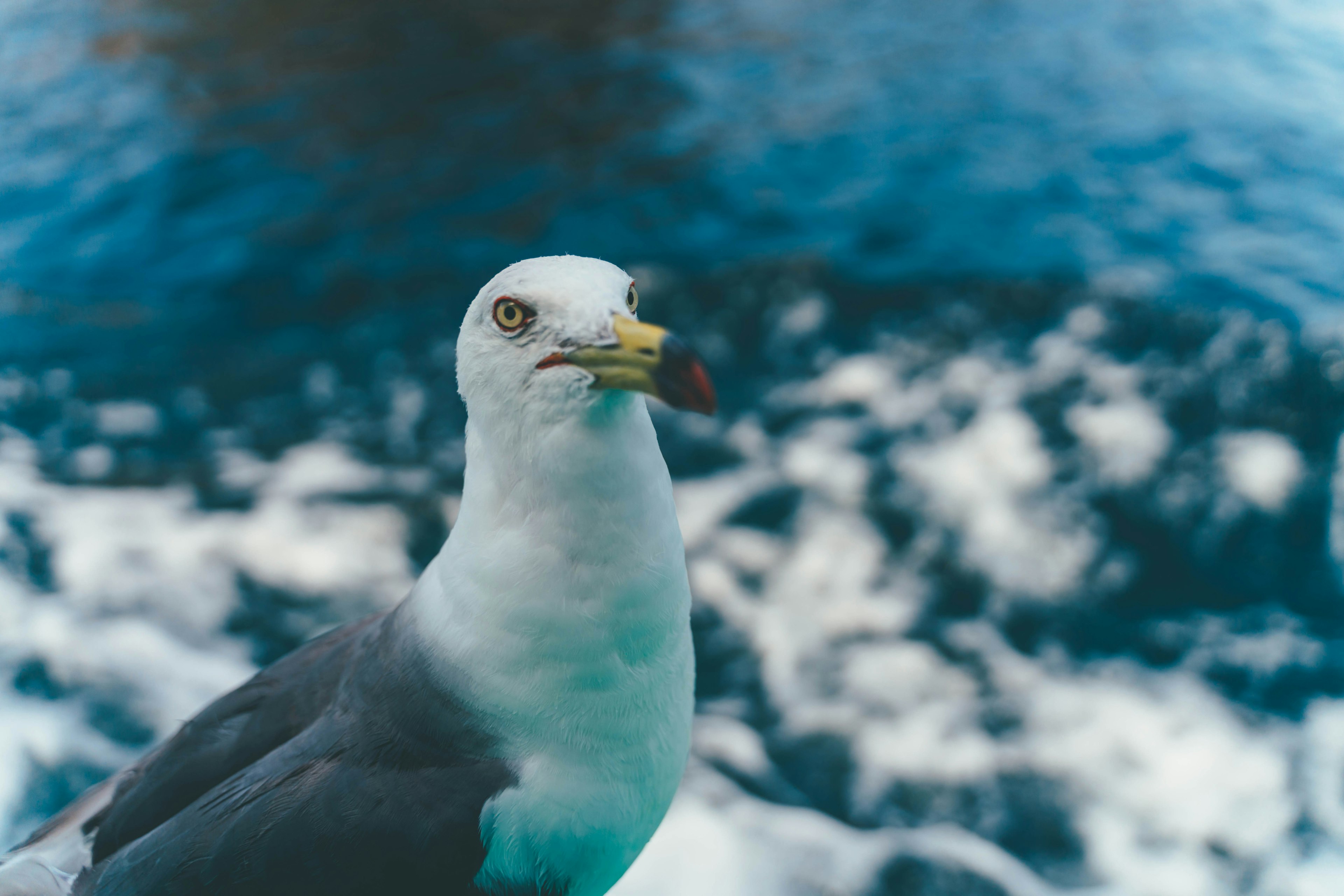 Nahaufnahme eines Möwe nahe dem Meer mit blauem Wasser und weißen Wellen im Hintergrund