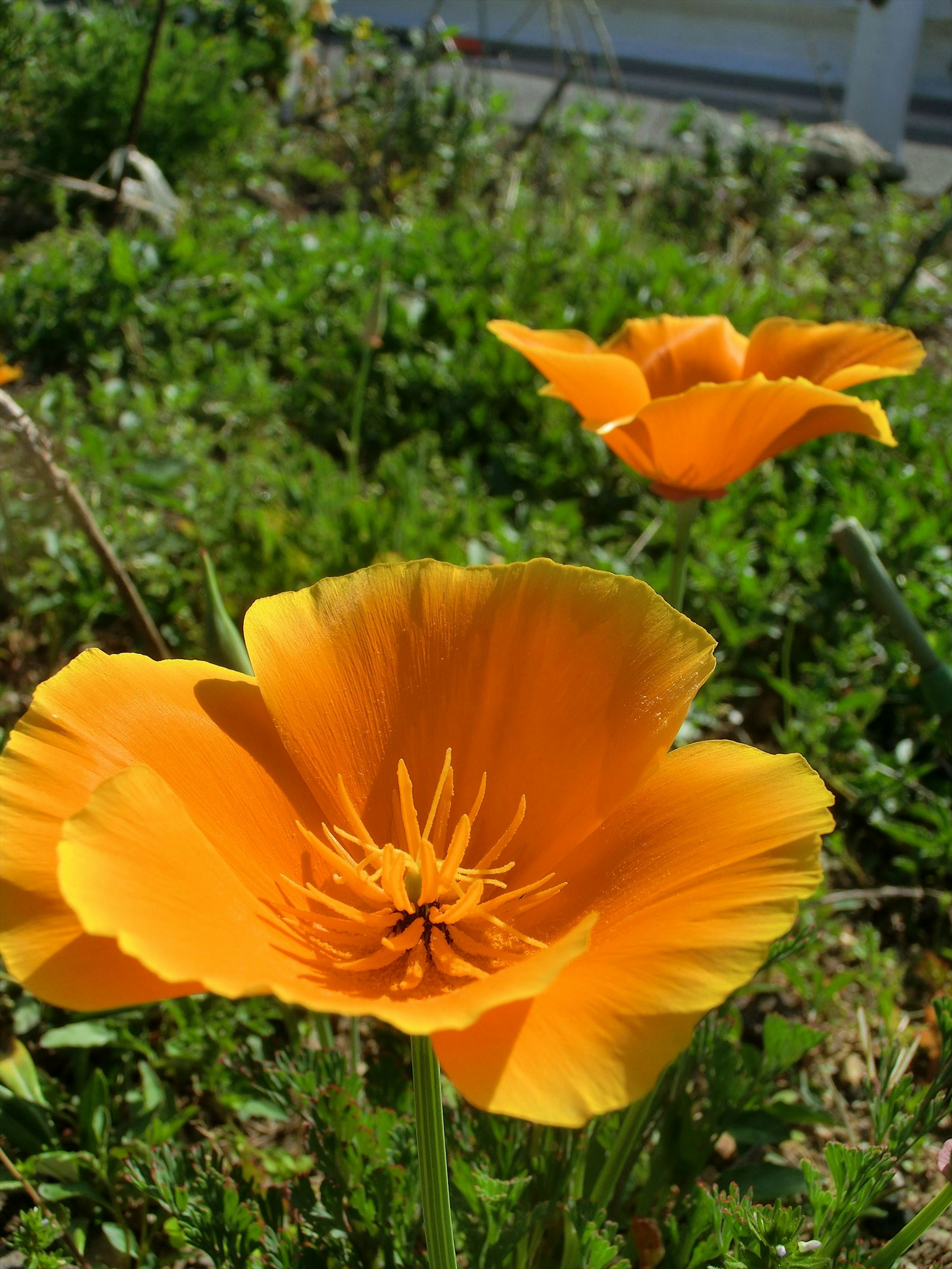 Vibrant orange poppy flowers blooming in a garden setting