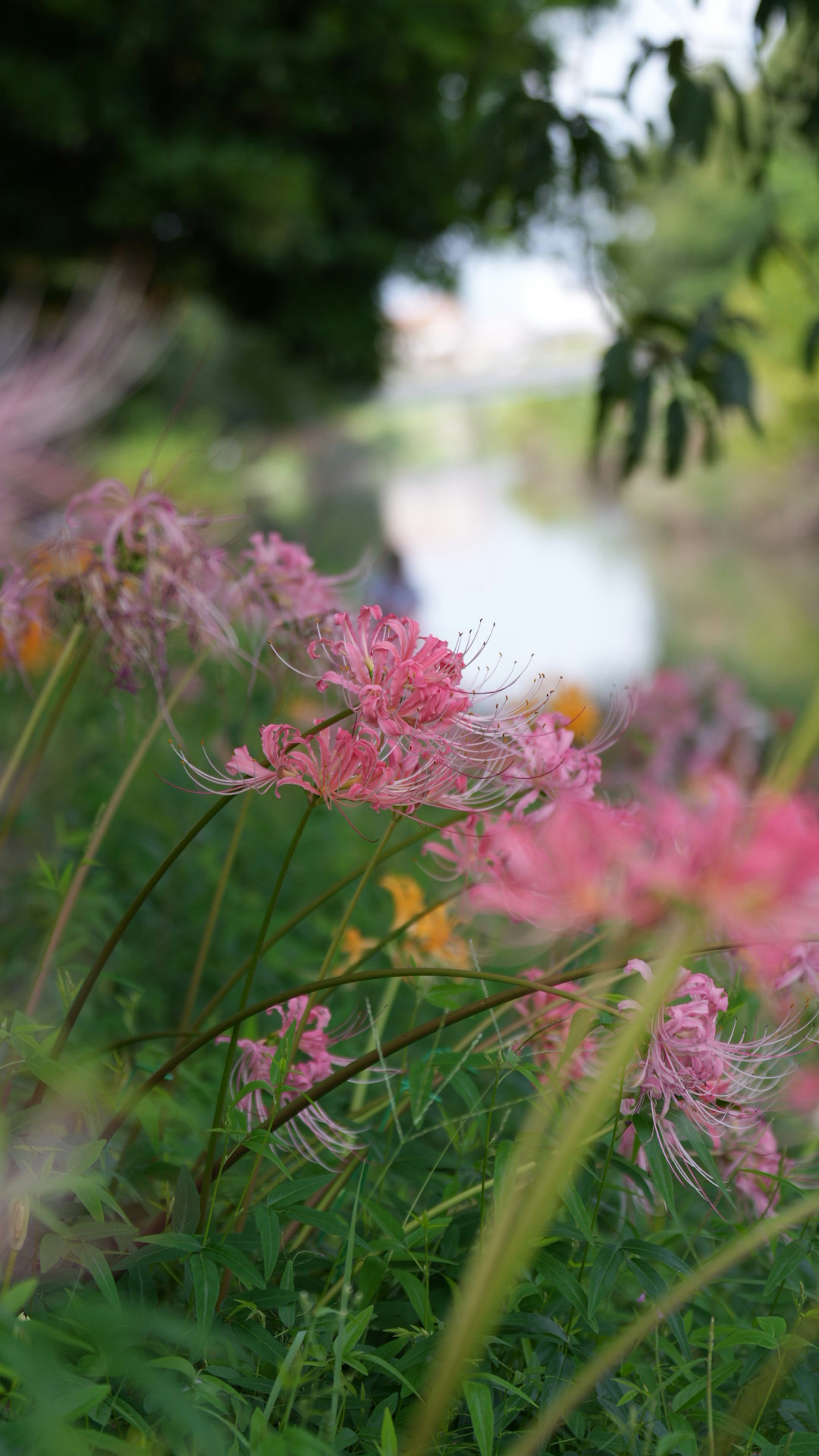 川の近くに咲くピンク色の花々と緑の草