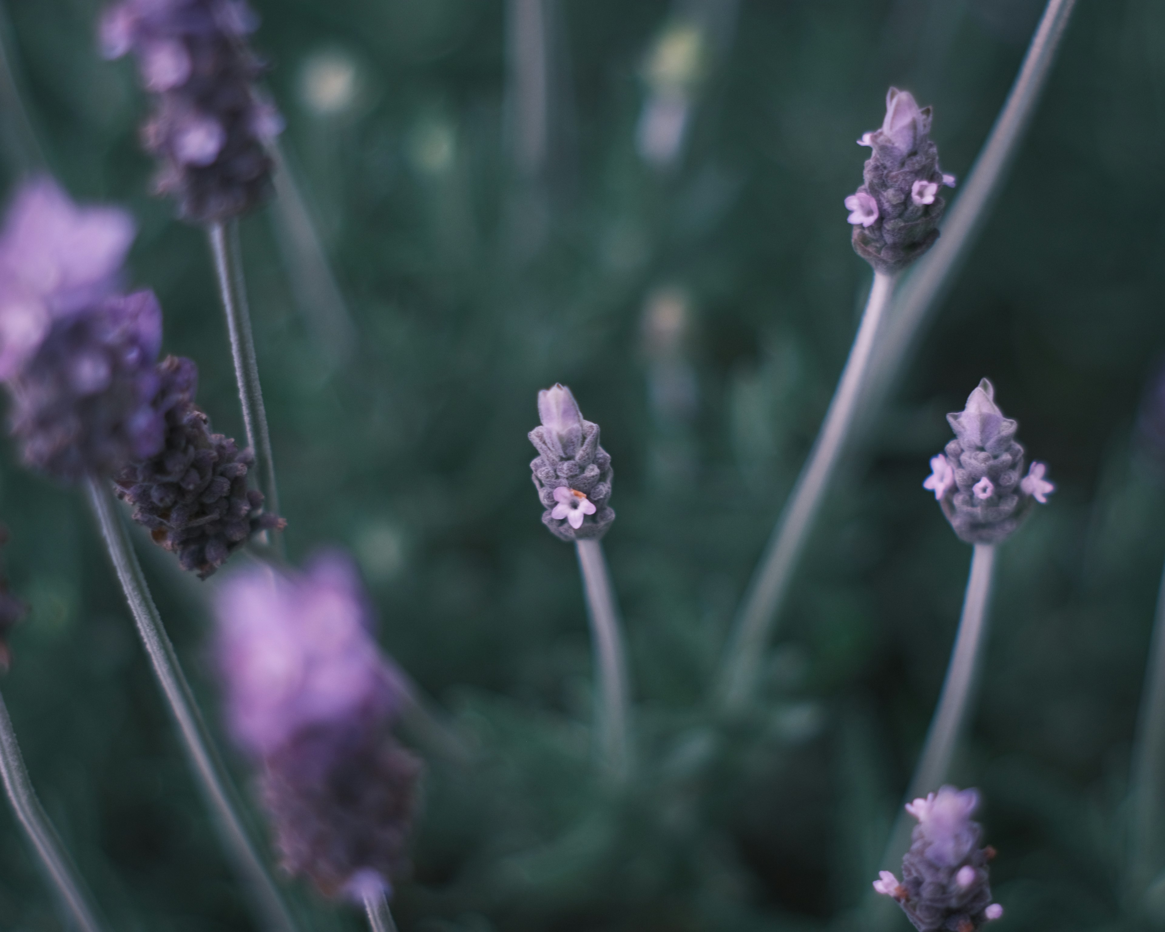 紫色のラベンダーの花のつぼみが背景にぼやけた緑の葉とともに描かれている