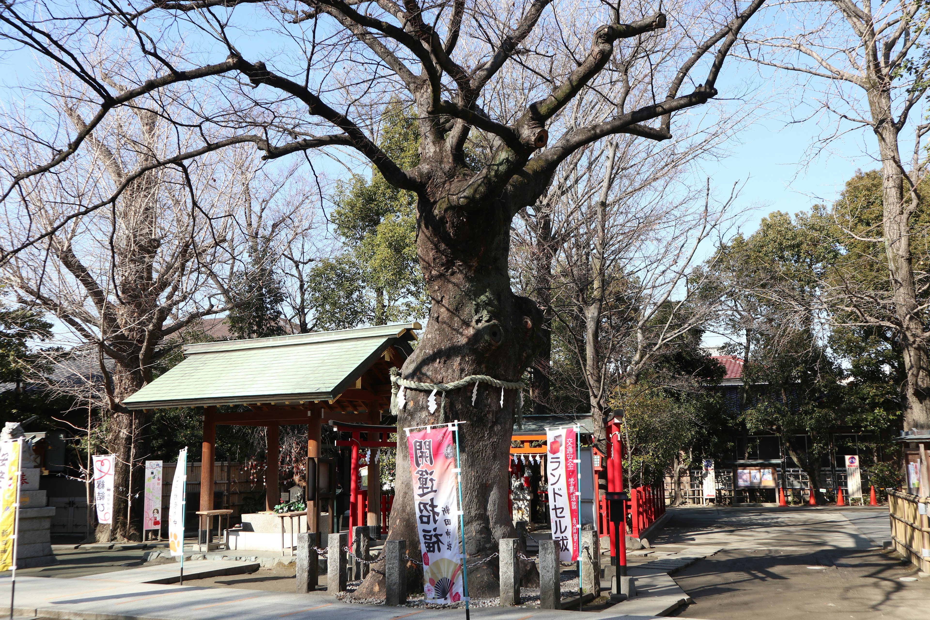 Cảnh quan có cây lớn và cổng torii trong đền thờ