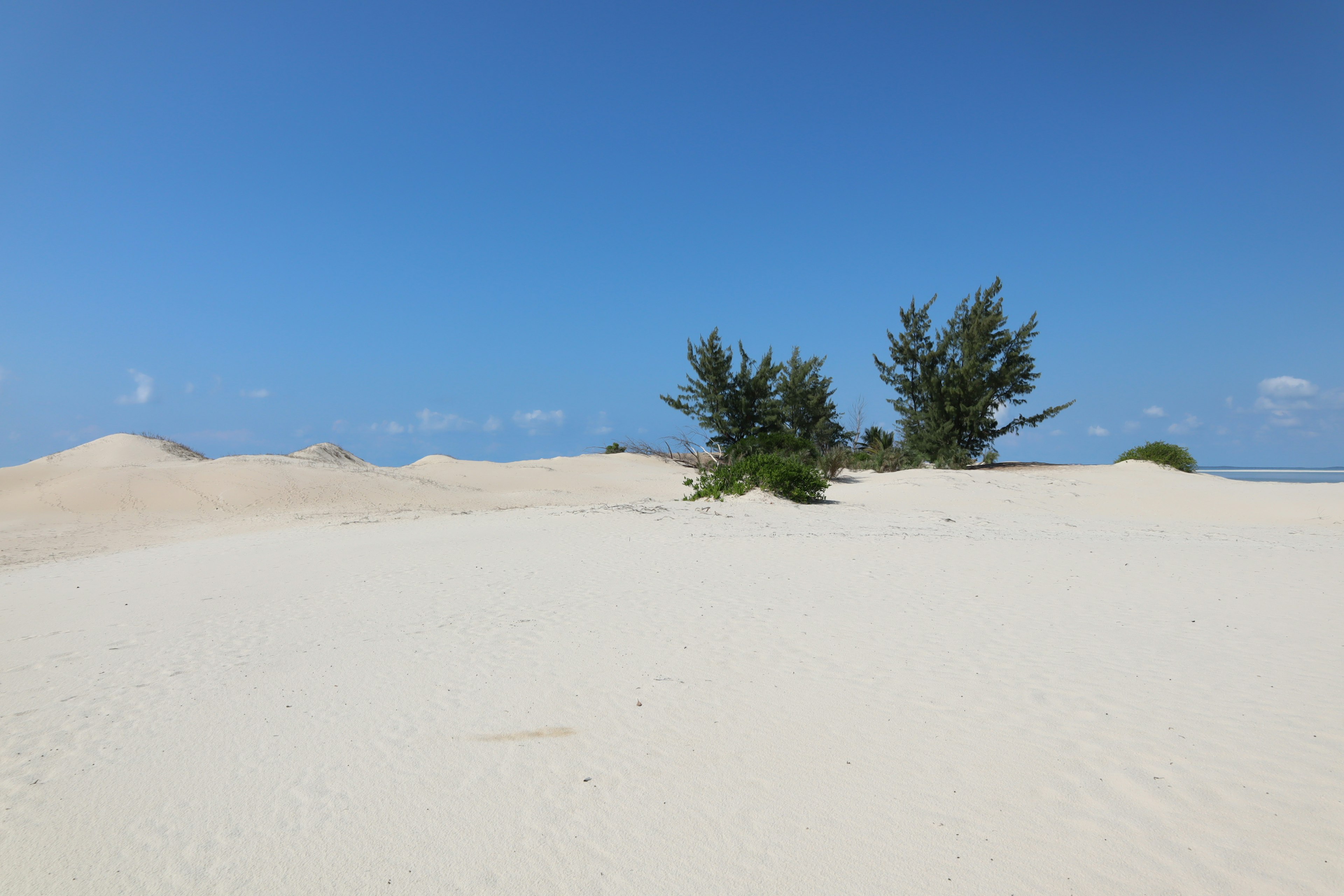 Paisaje con árboles verdes rodeados de dunas de arena blanca y cielo azul