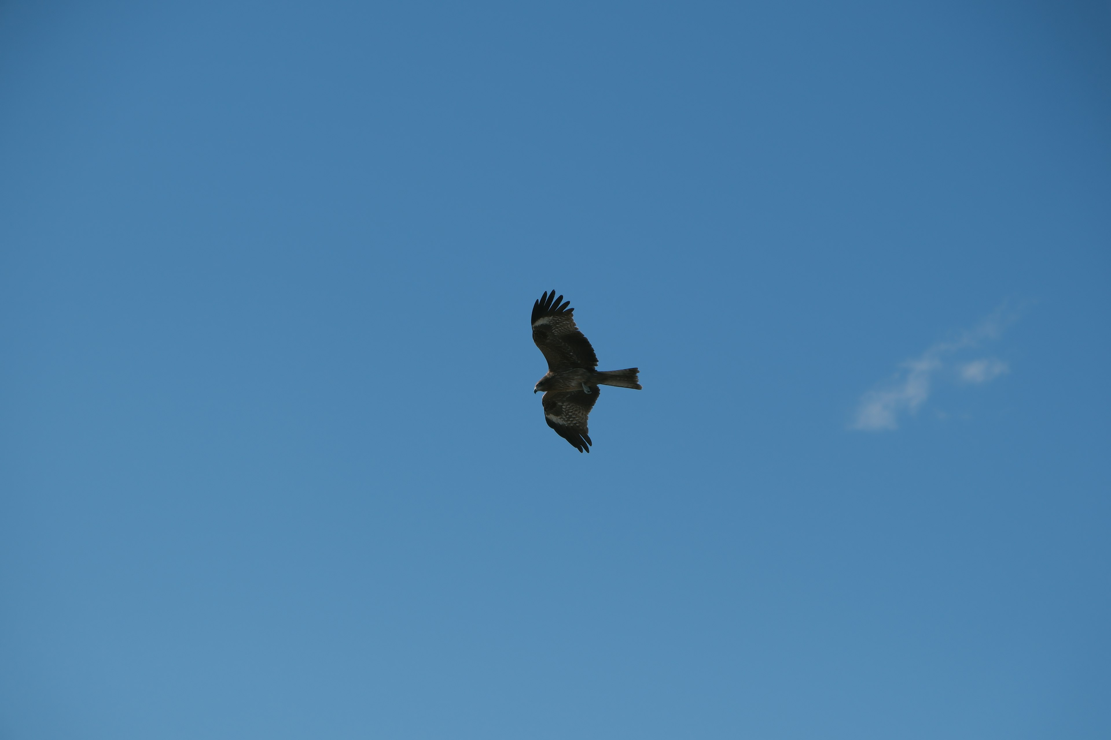 Un faucon planant contre un ciel bleu clair