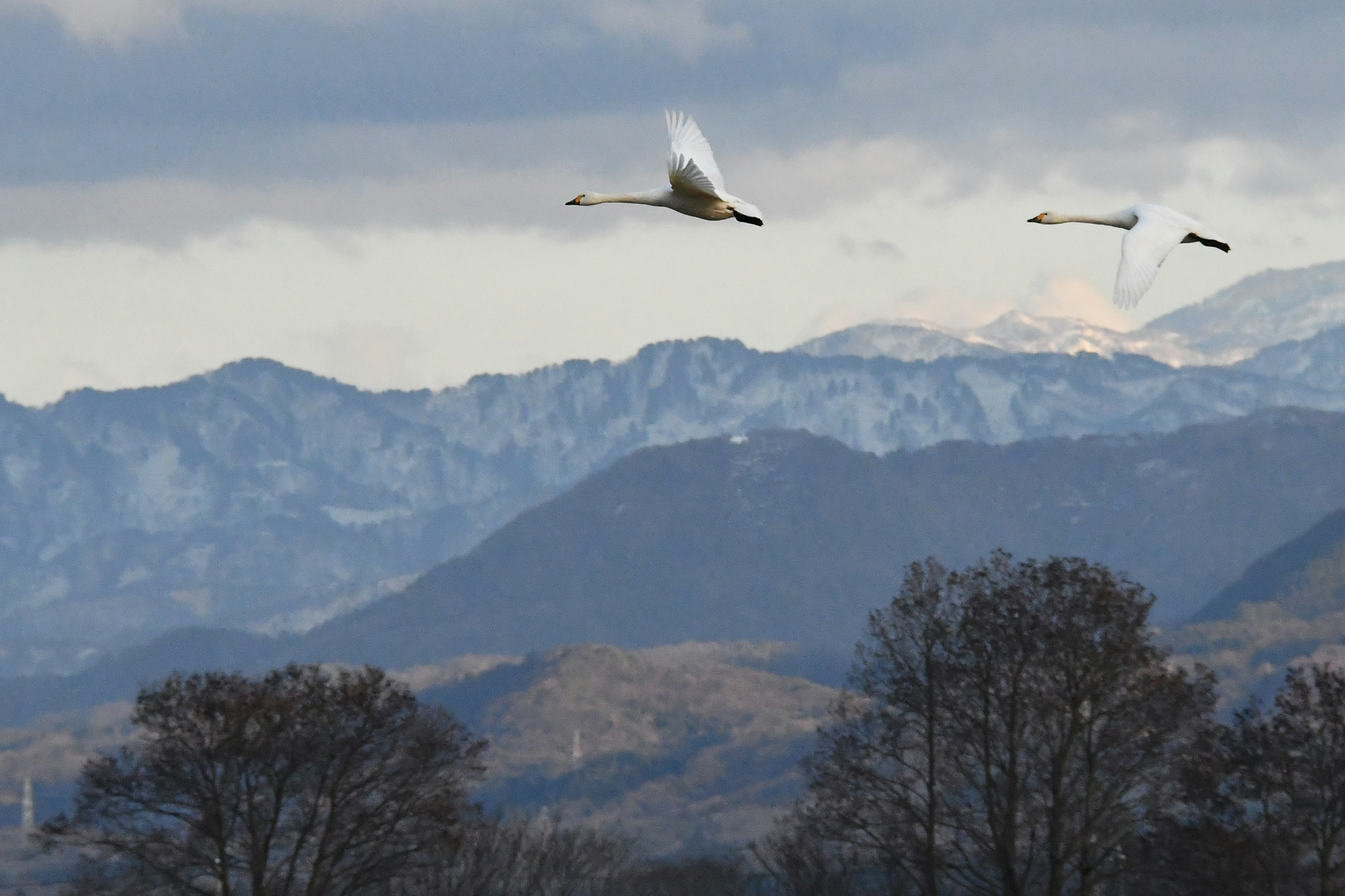 Cygnes en vol avec des montagnes enneigées en arrière-plan