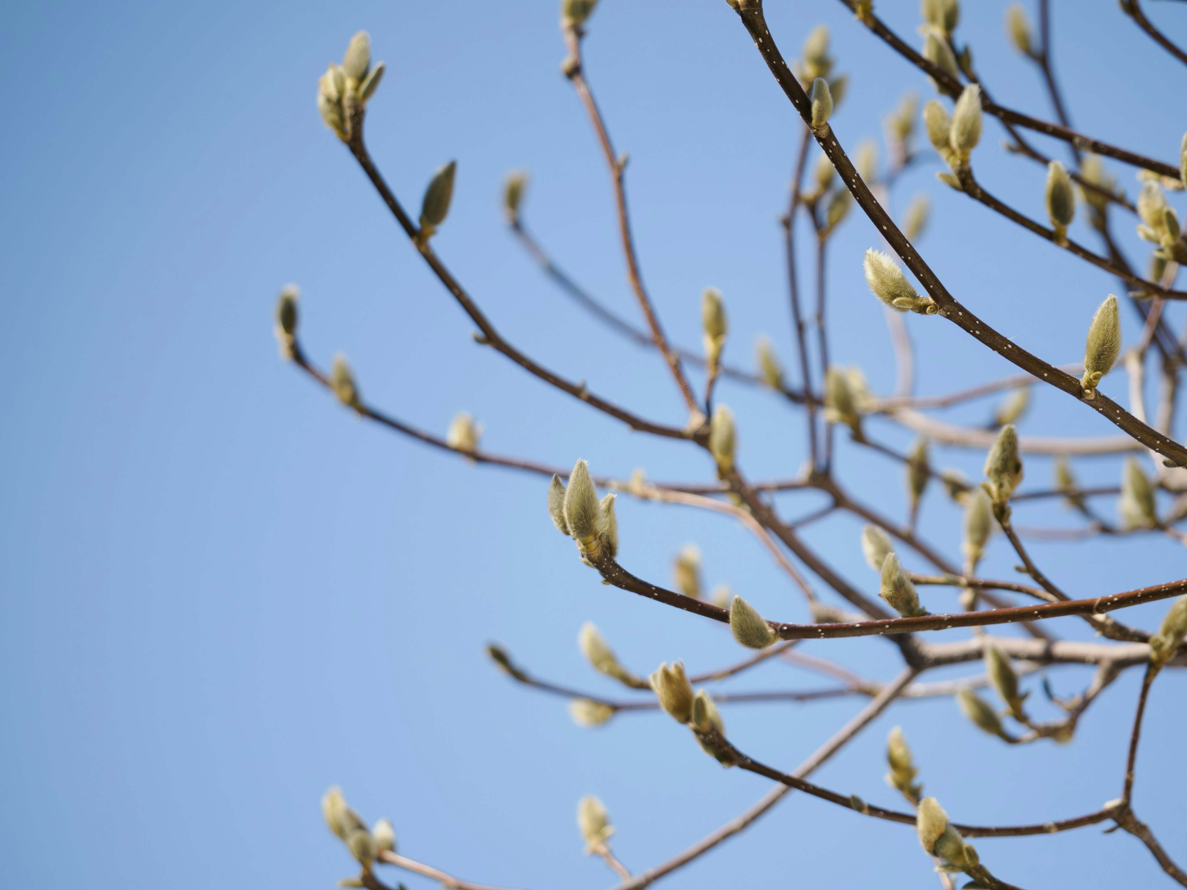 Branches with budding leaves against a clear blue sky