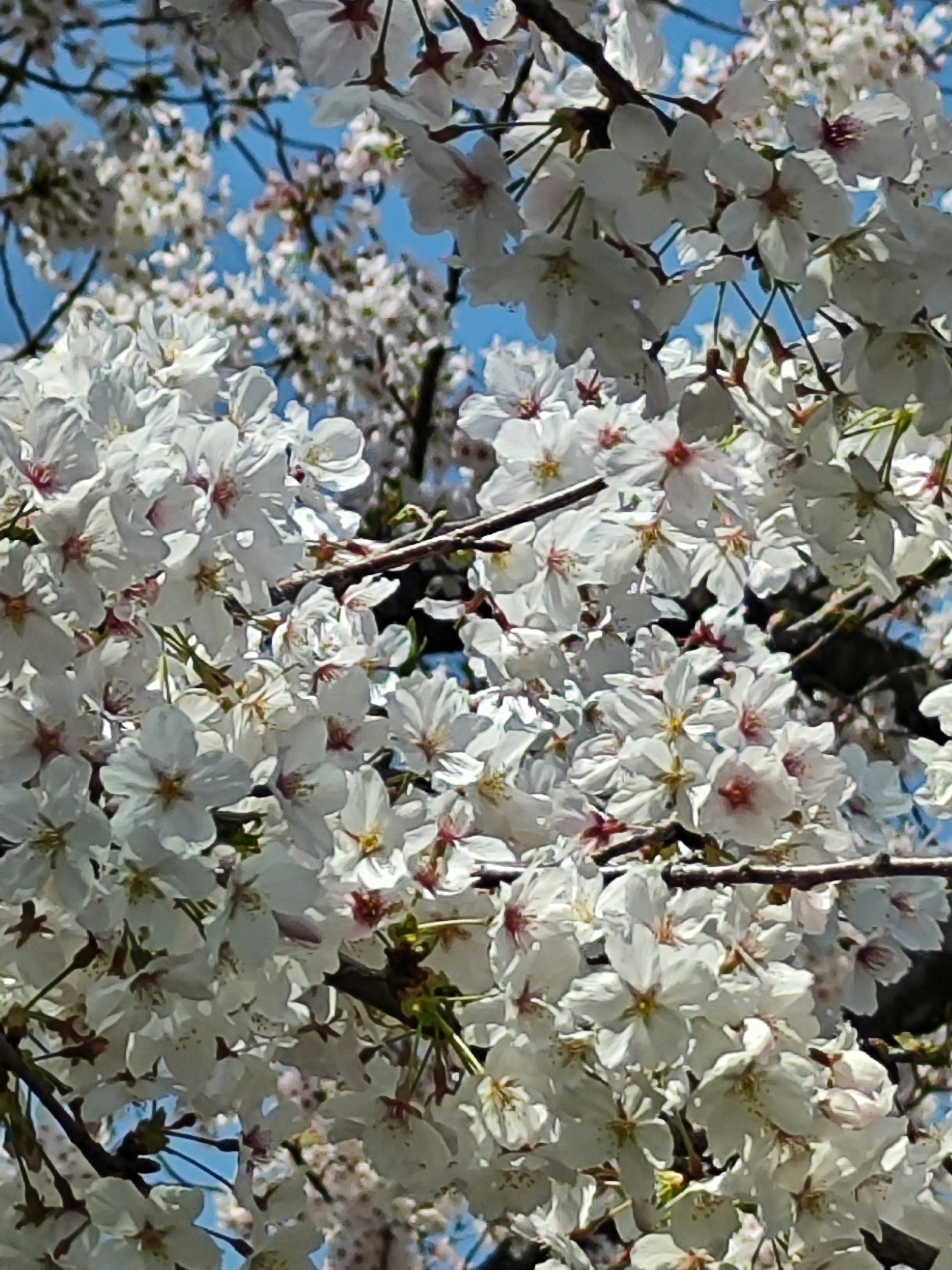 盛開的櫻花樹，花瓣呈淡粉色