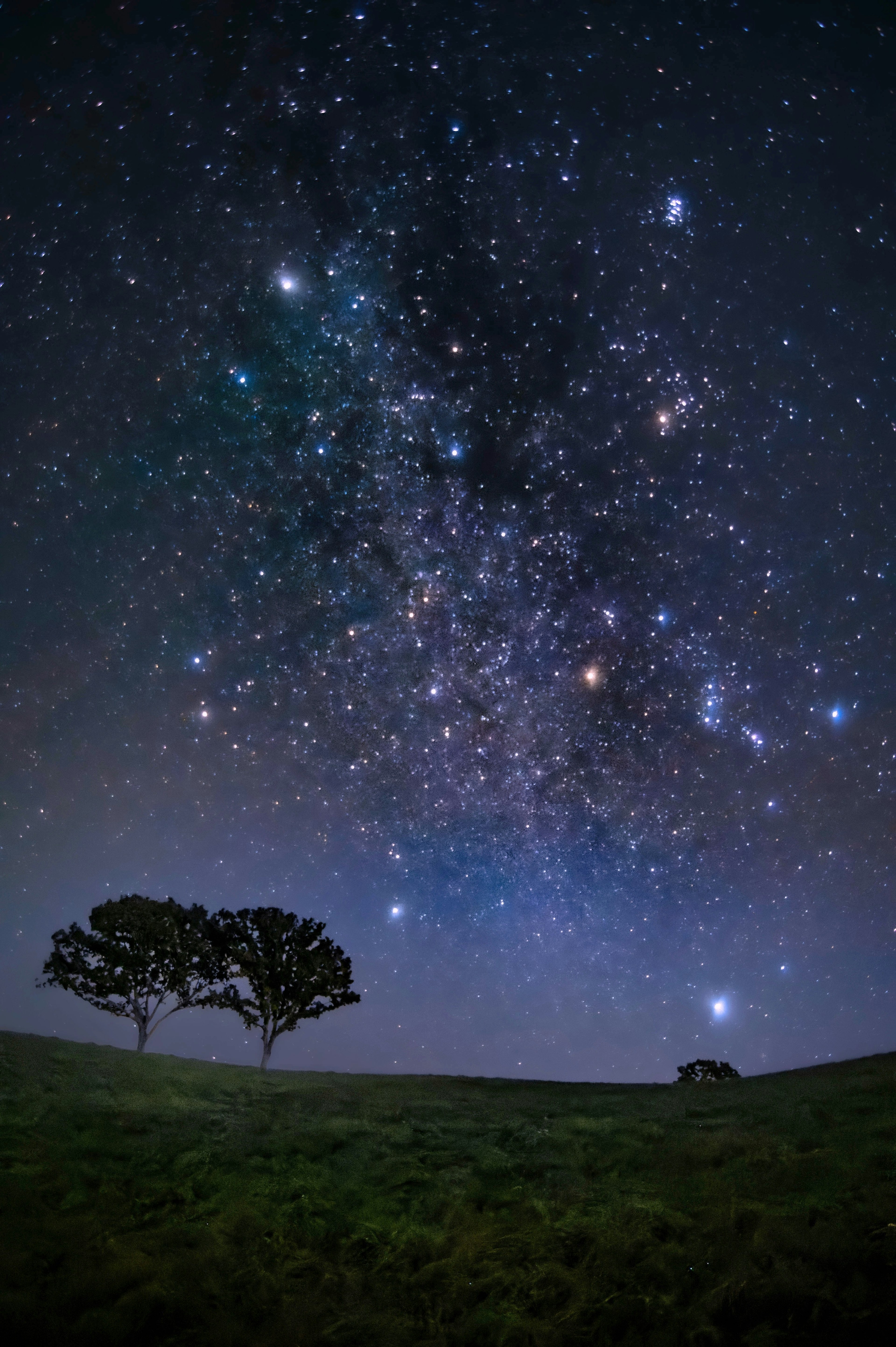 Un paisaje con un cielo estrellado y dos árboles en silueta