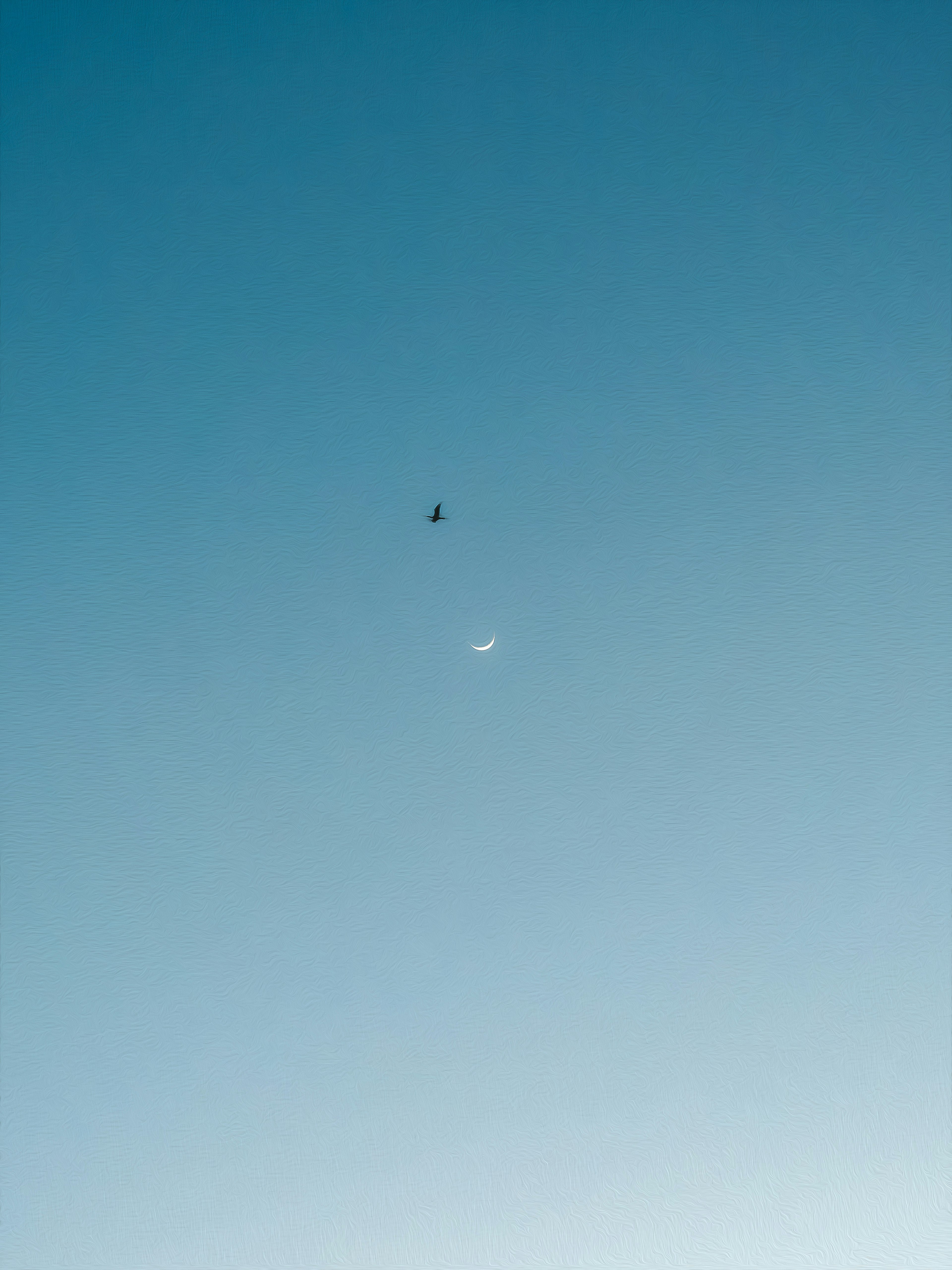 青空に浮かぶ小さな鳥と月