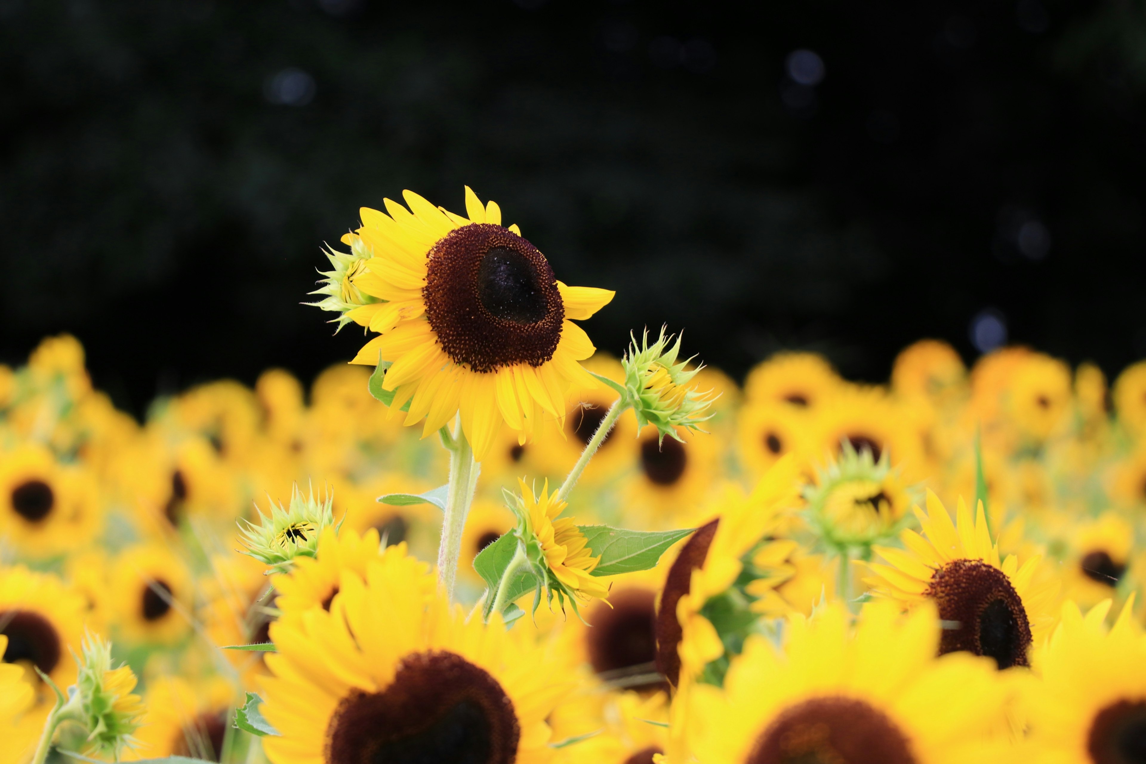 A vibrant field of sunflowers with bright yellow petals One sunflower stands out in the foreground surrounded by many others