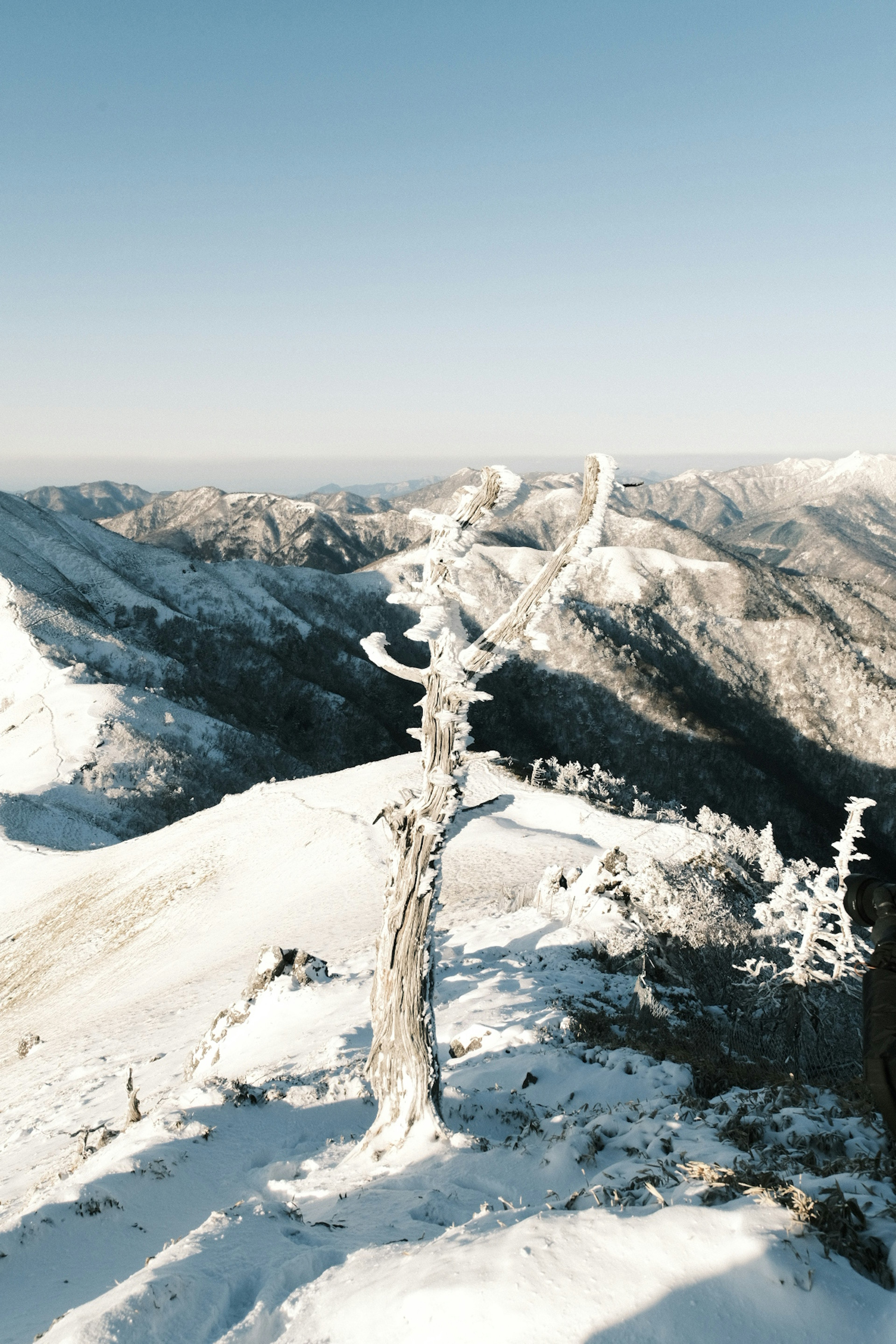 Paesaggio montano innevato con un albero bianco