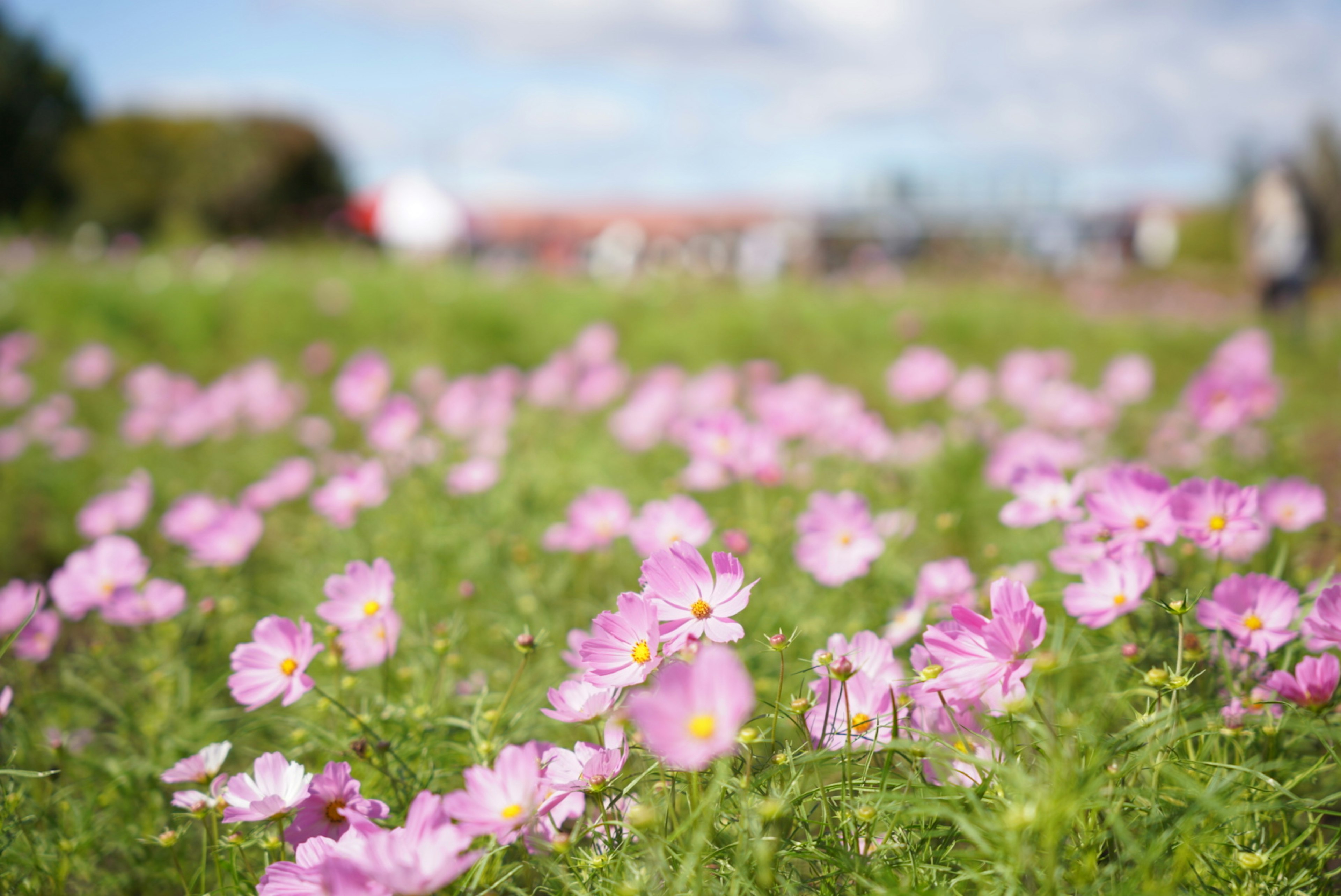 Un champ de fleurs roses vibrantes en fleurs sous un ciel bleu