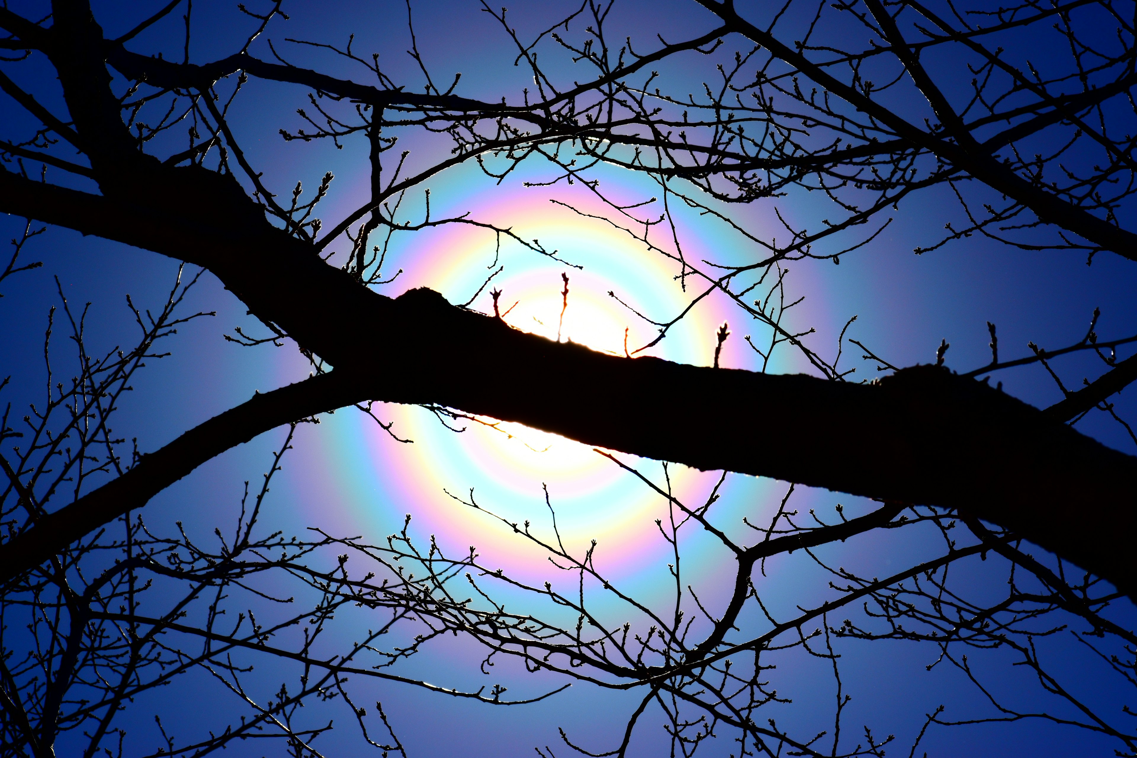 Silhouette de branches contre un ciel bleu avec un halo autour du soleil