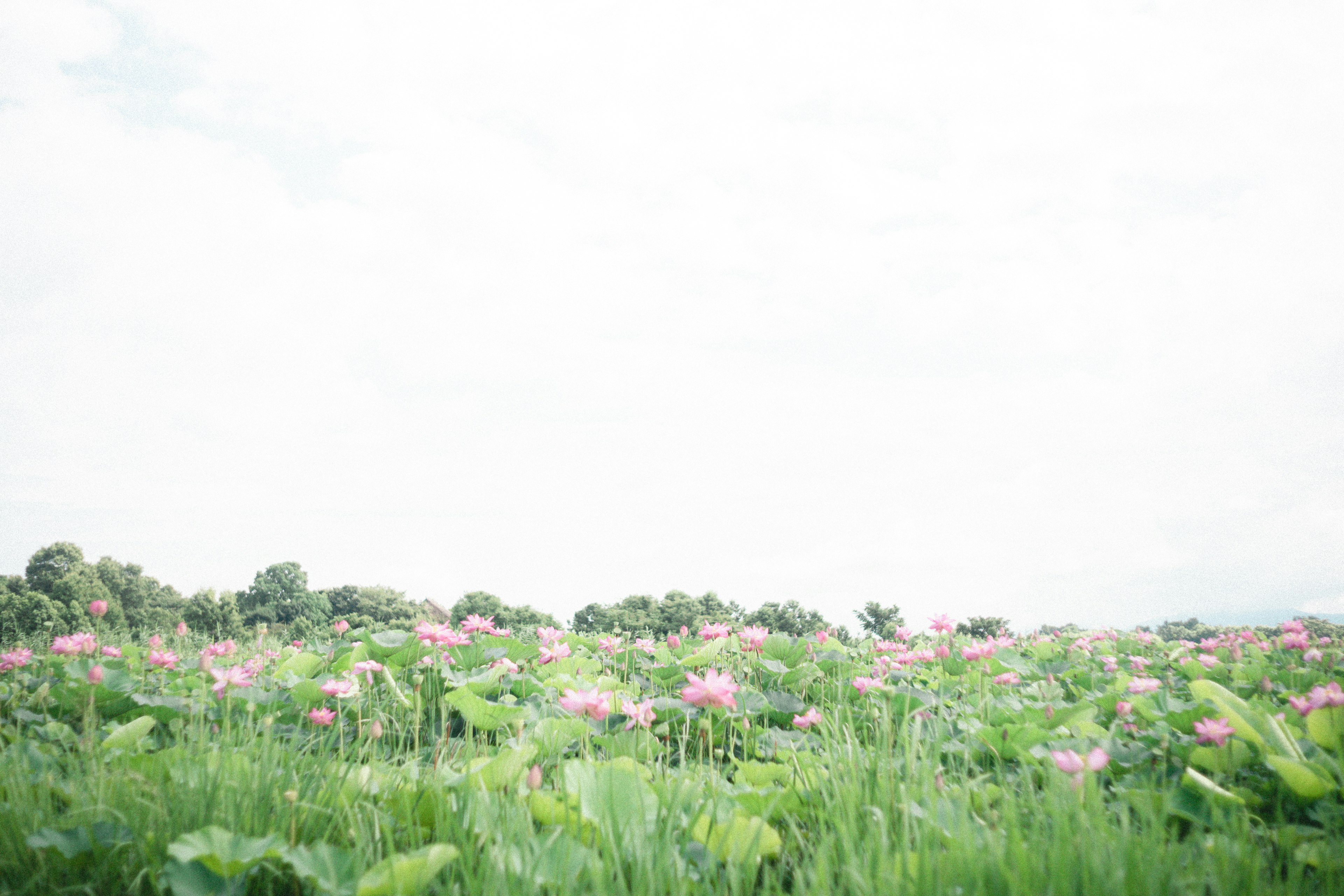 Paysage avec des feuilles vertes et des fleurs de lotus roses