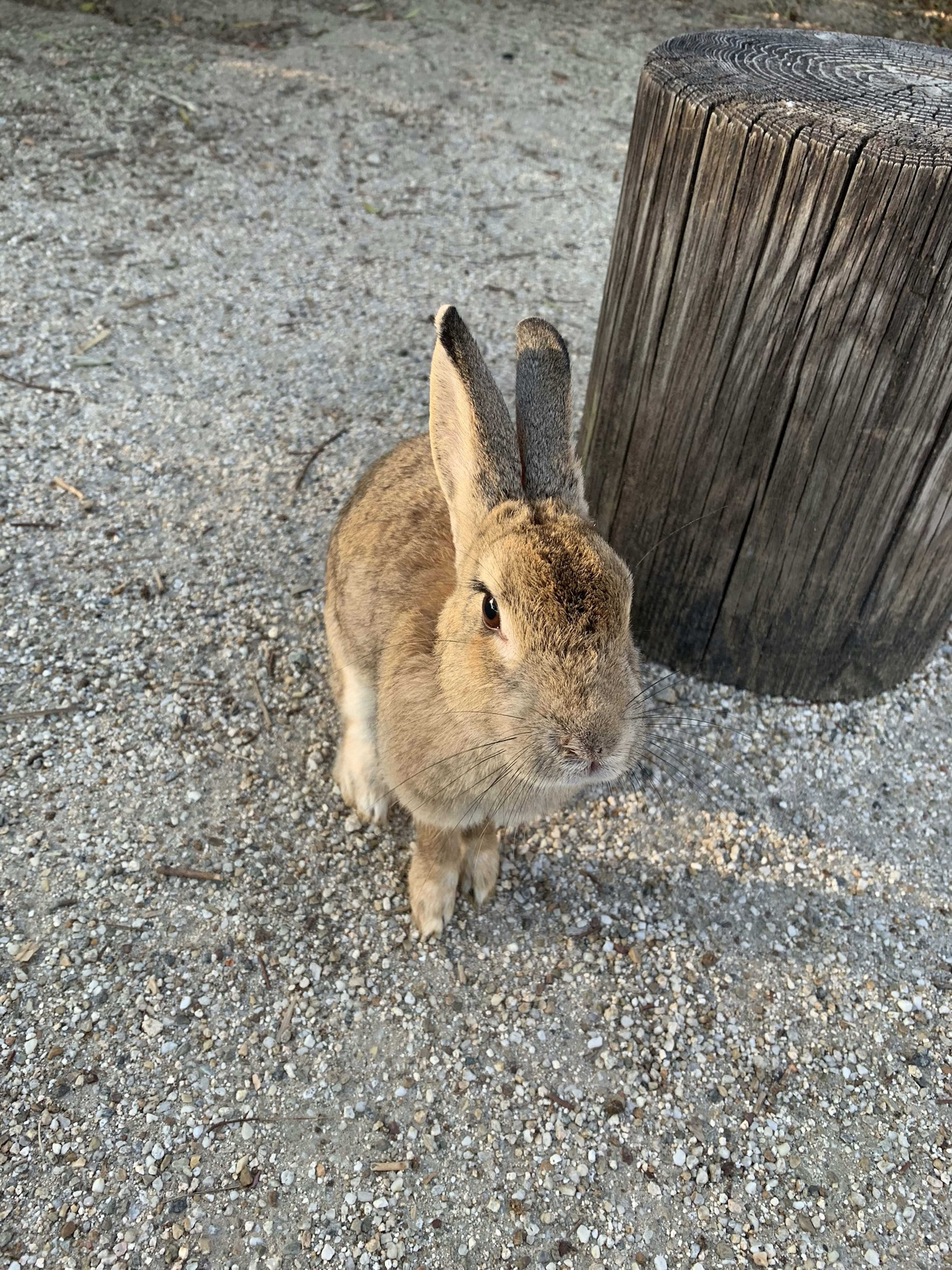 Brown rabbit standing near a wooden log