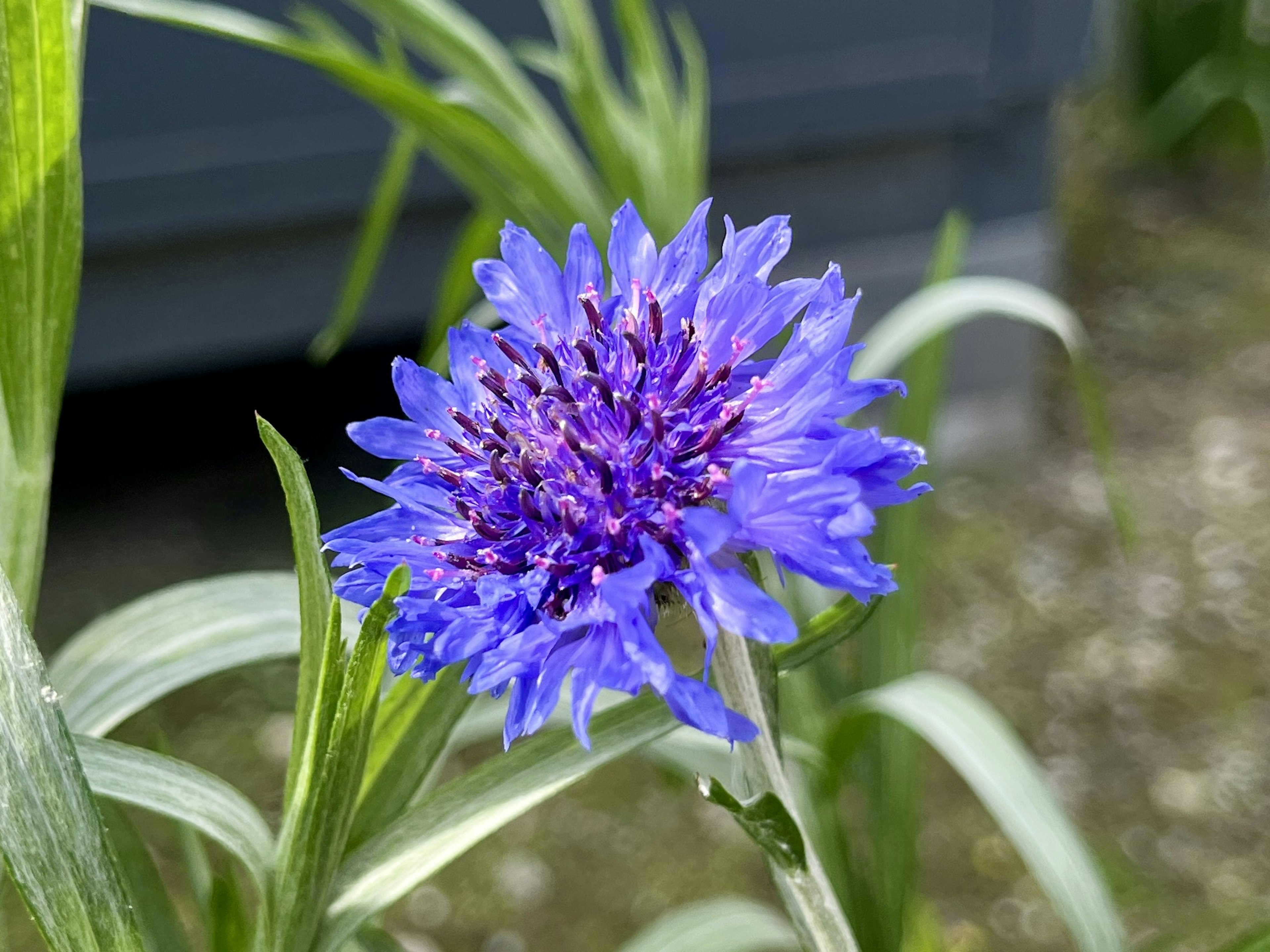 Un bellissimo fiore blu che sboccia tra foglie verdi