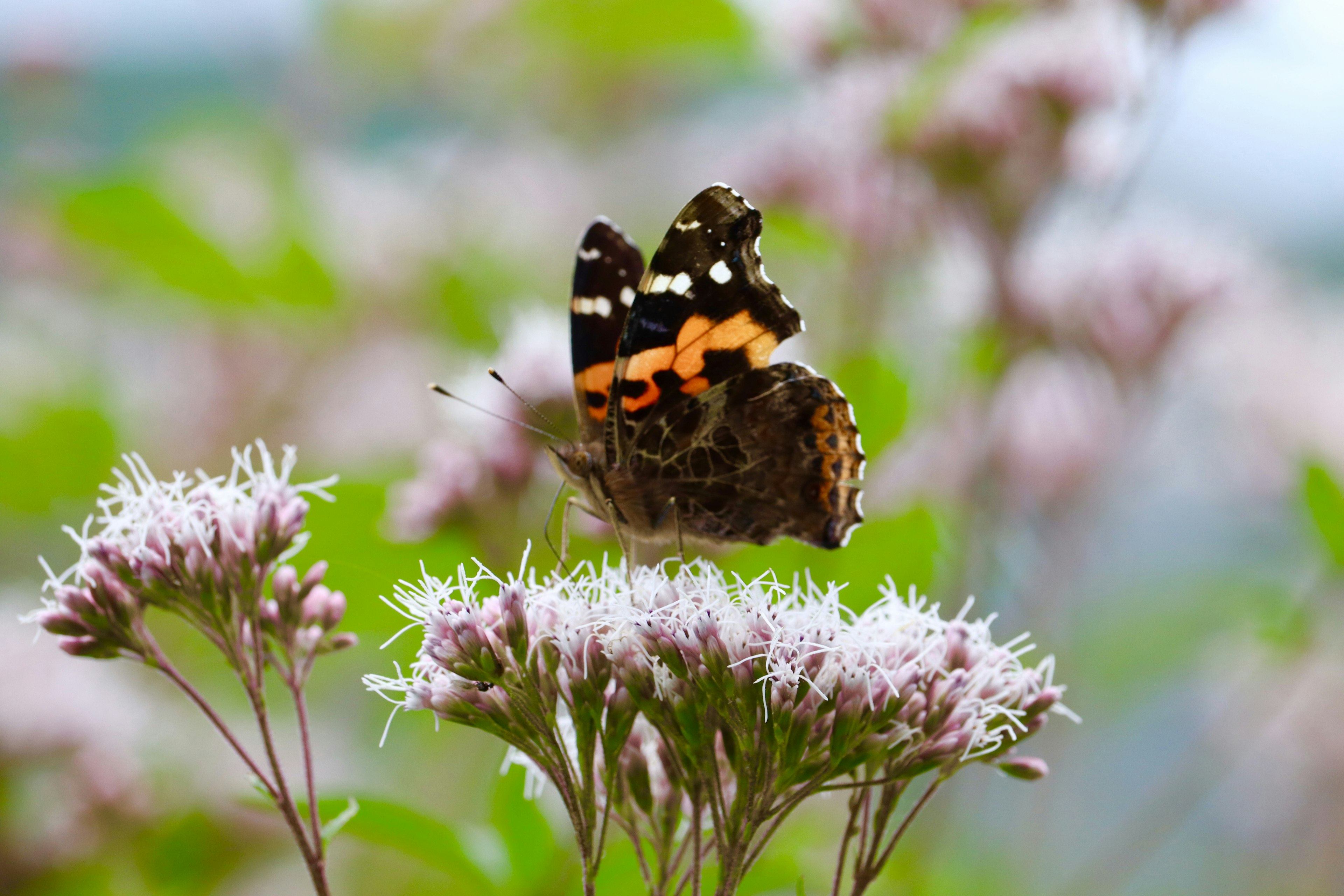 Un papillon posé sur des fleurs roses dans un cadre naturel vibrant