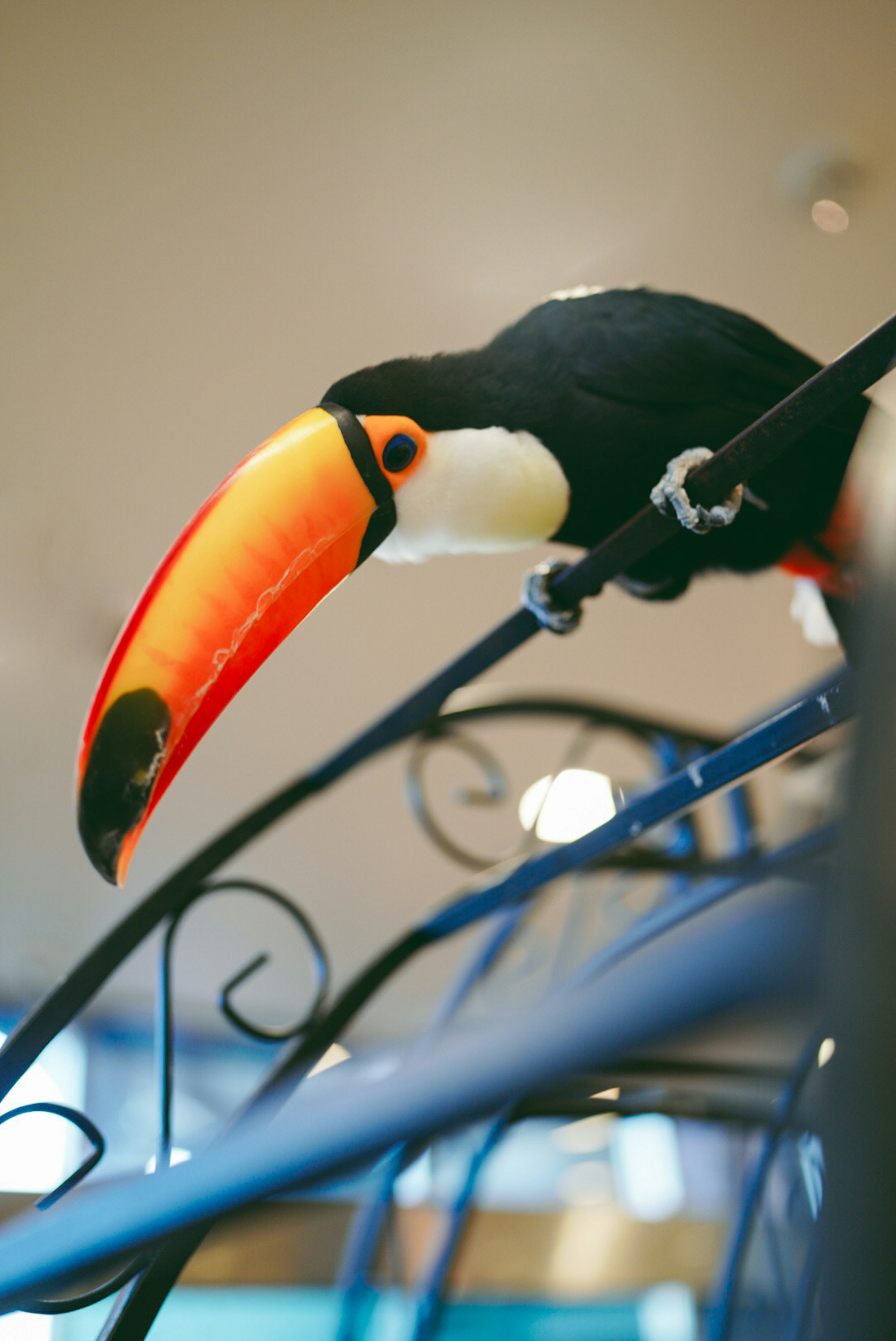 Tucán con pico naranja posado en una barandilla decorativa