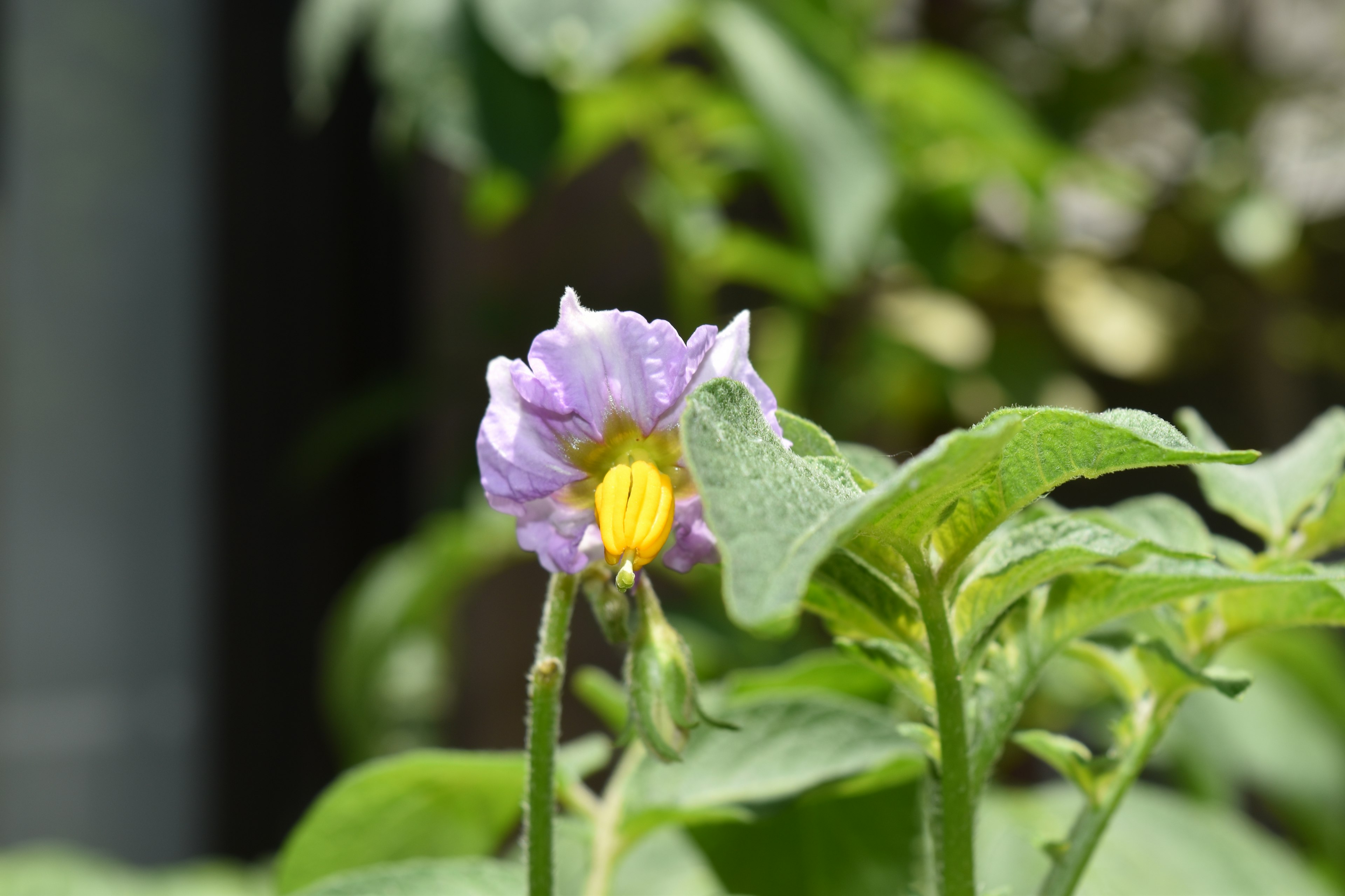 Flor de papa con pétalos morados y centro amarillo