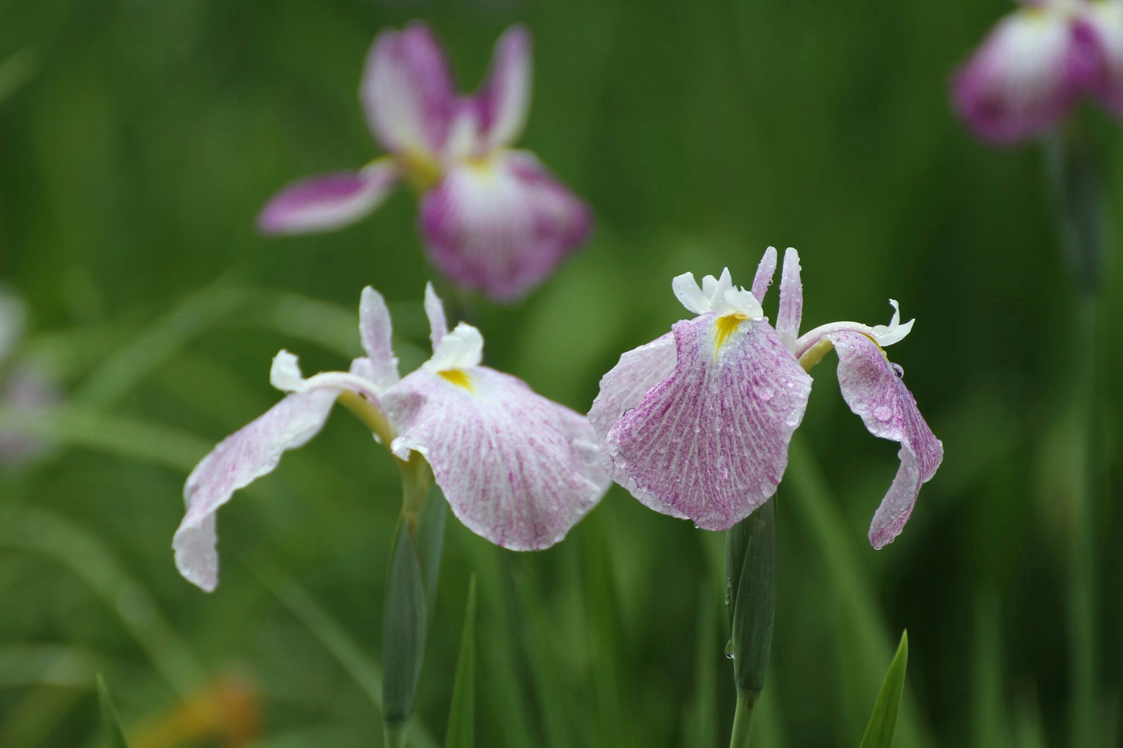 薄紫色の花が咲いている湿地に生えるアイリスの群生