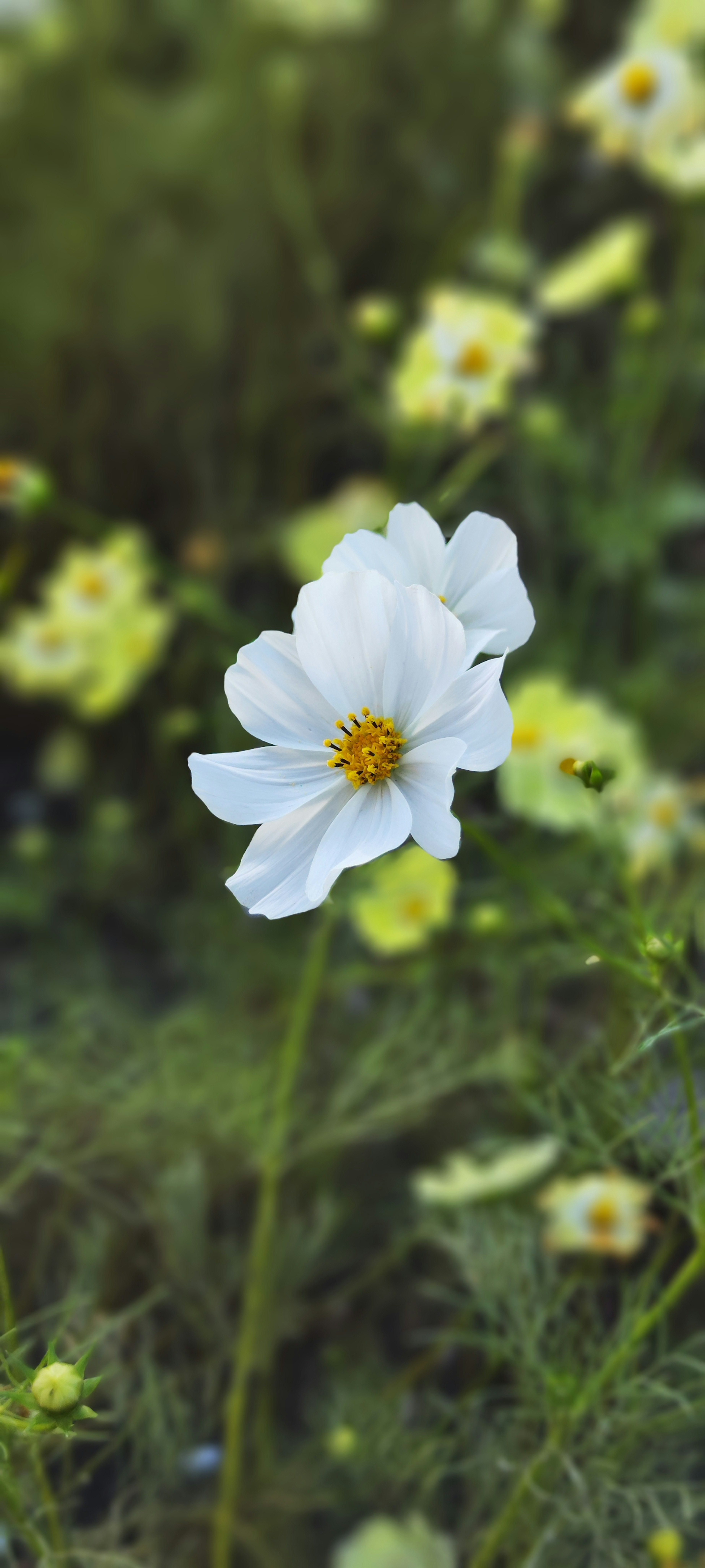 Primo piano di un fiore bianco circondato da fiori gialli