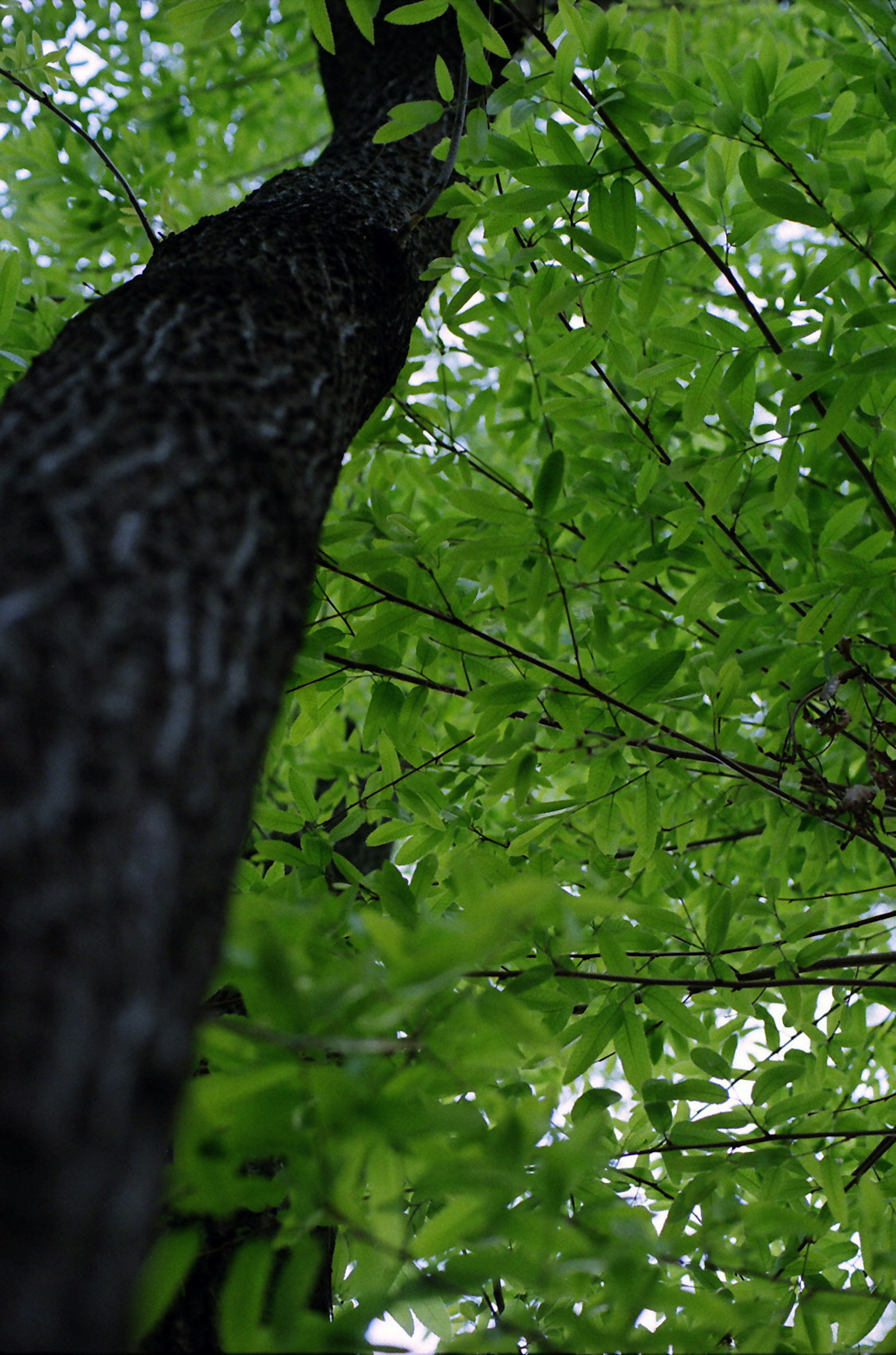 Primer plano del tronco de un árbol con hojas verdes exuberantes