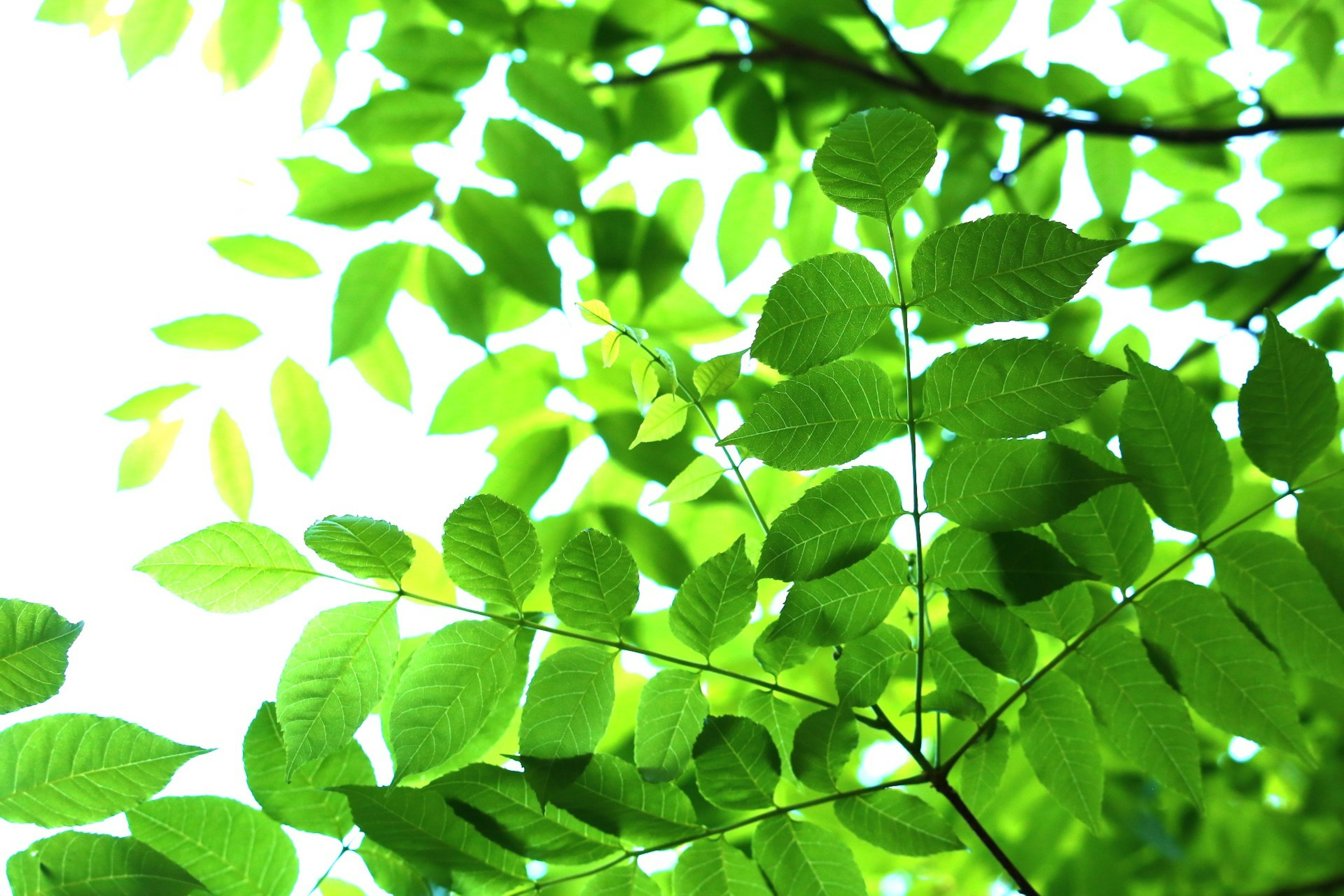 View from below green leaves against a bright background