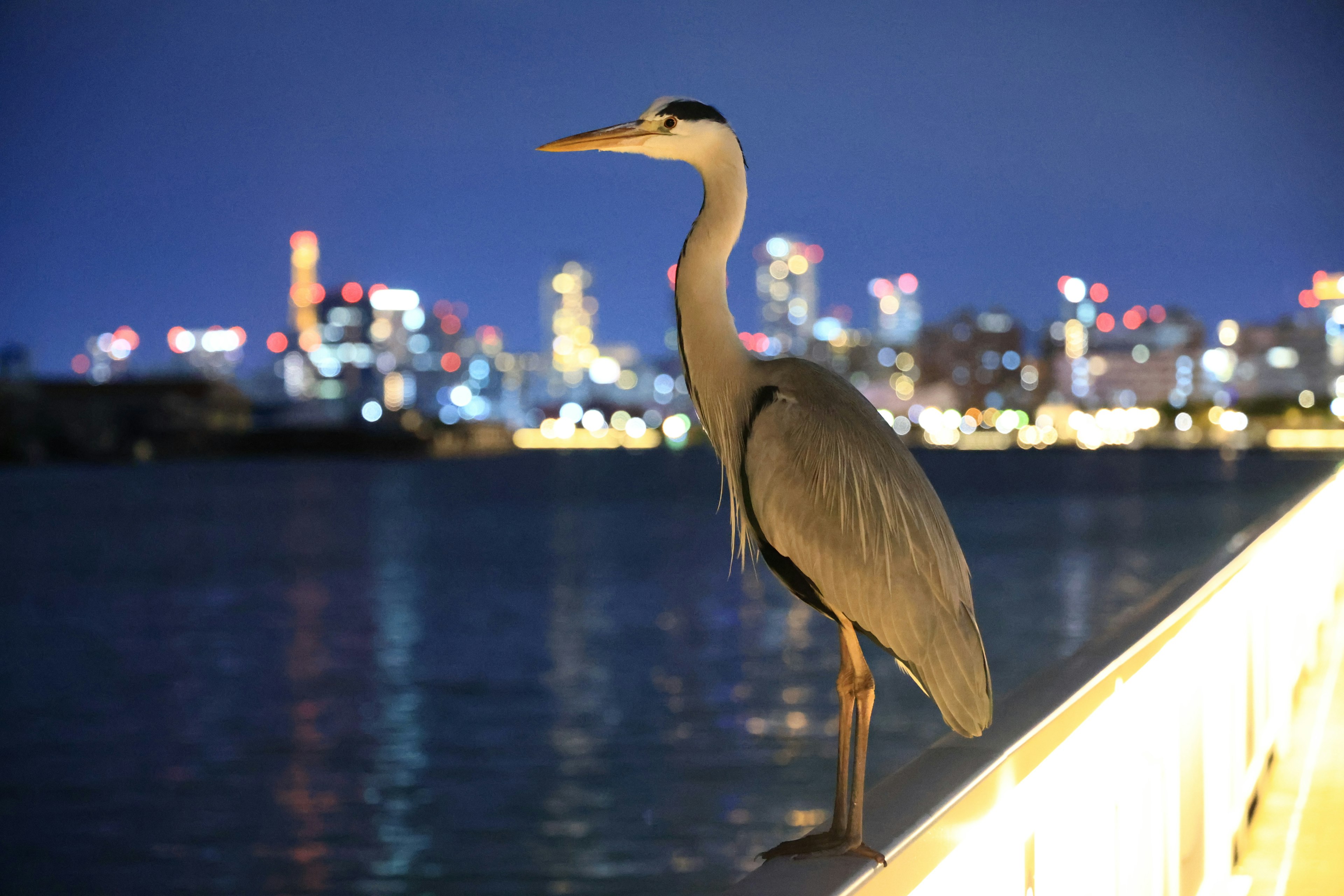 A blue heron standing against a city skyline at night