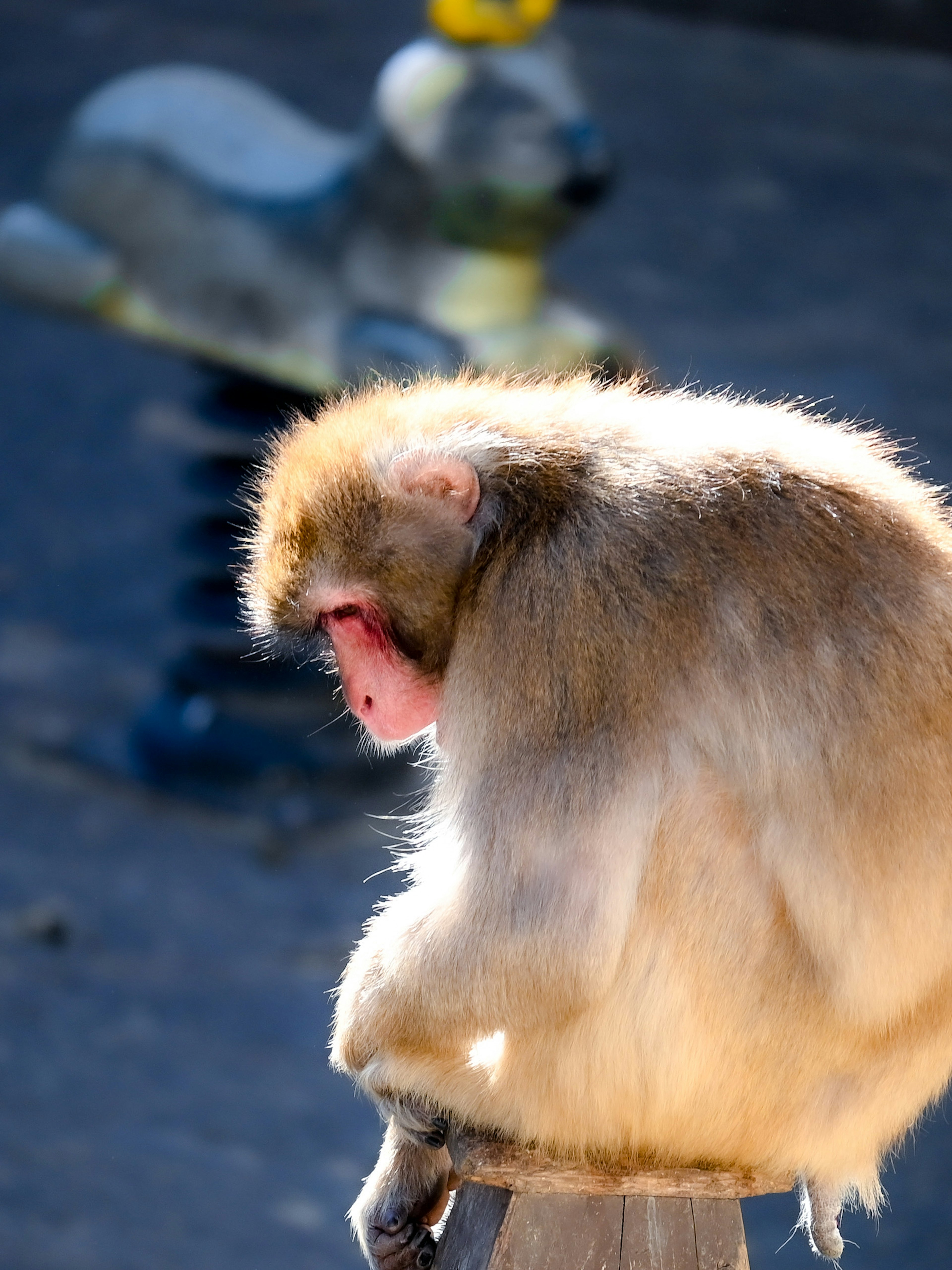 Ein Affe sitzt mit dem Rücken zu