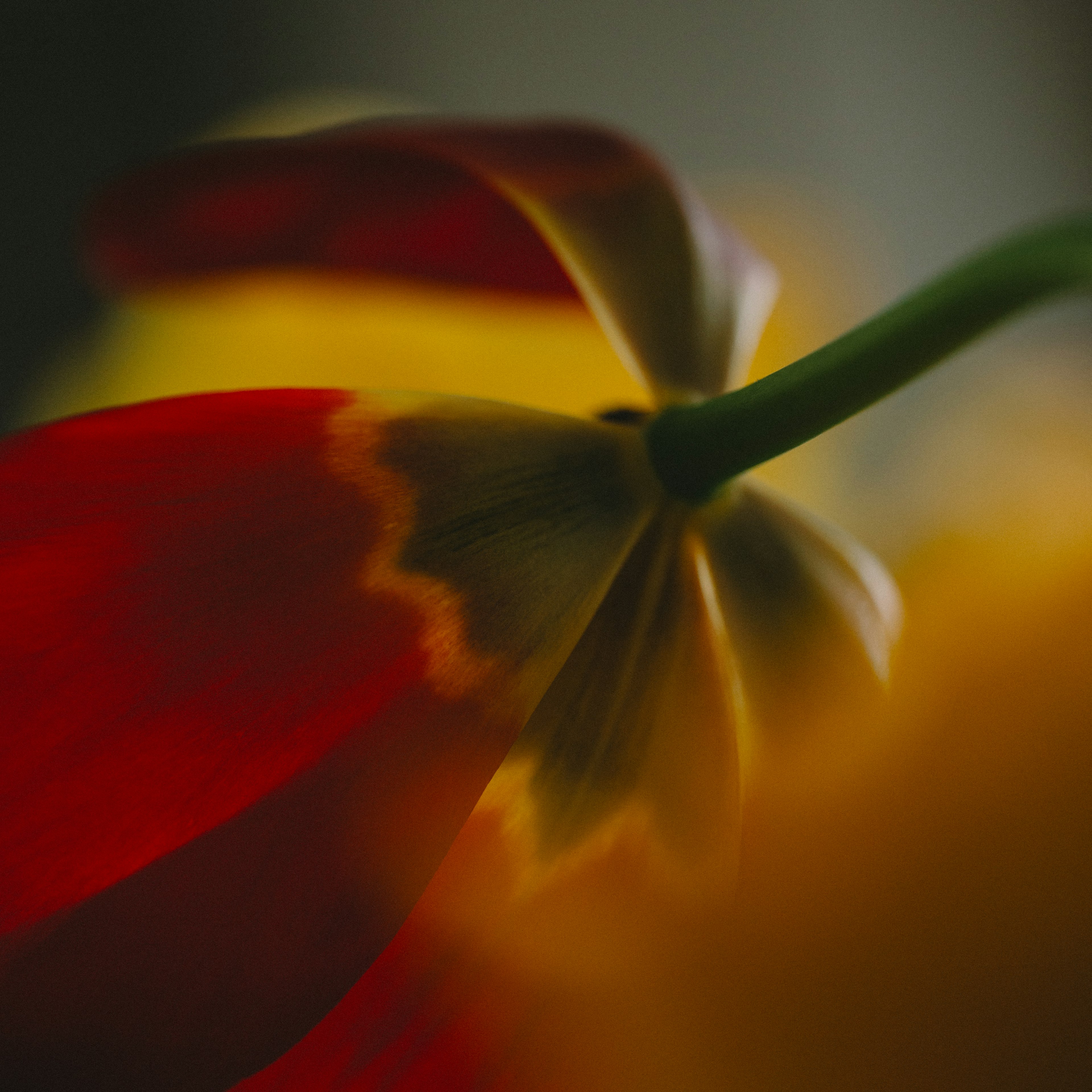 赤いチューリップの花びらと黄色い背景のぼやけた写真