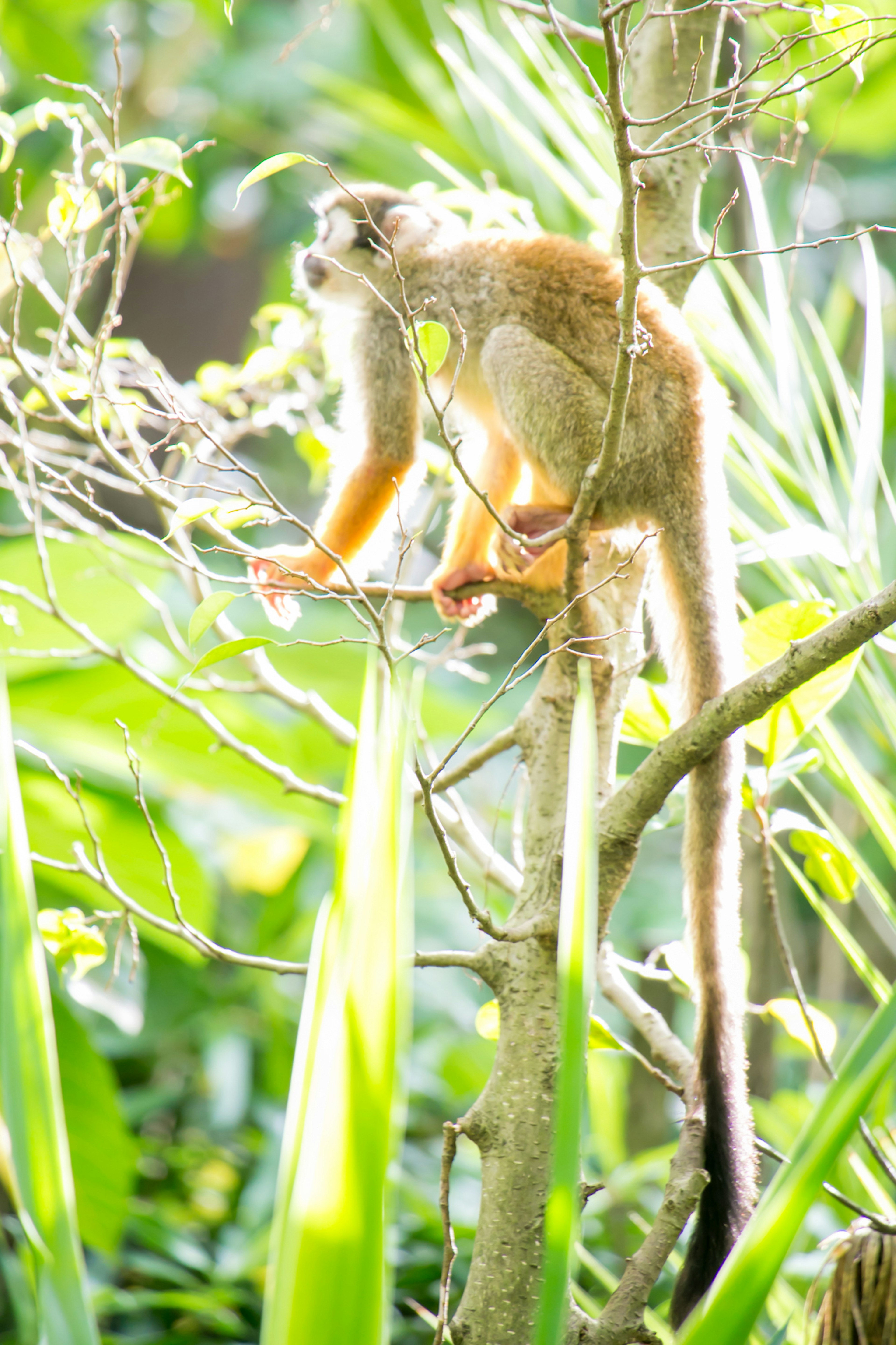 A monkey perched on a tree branch surrounded by lush green foliage