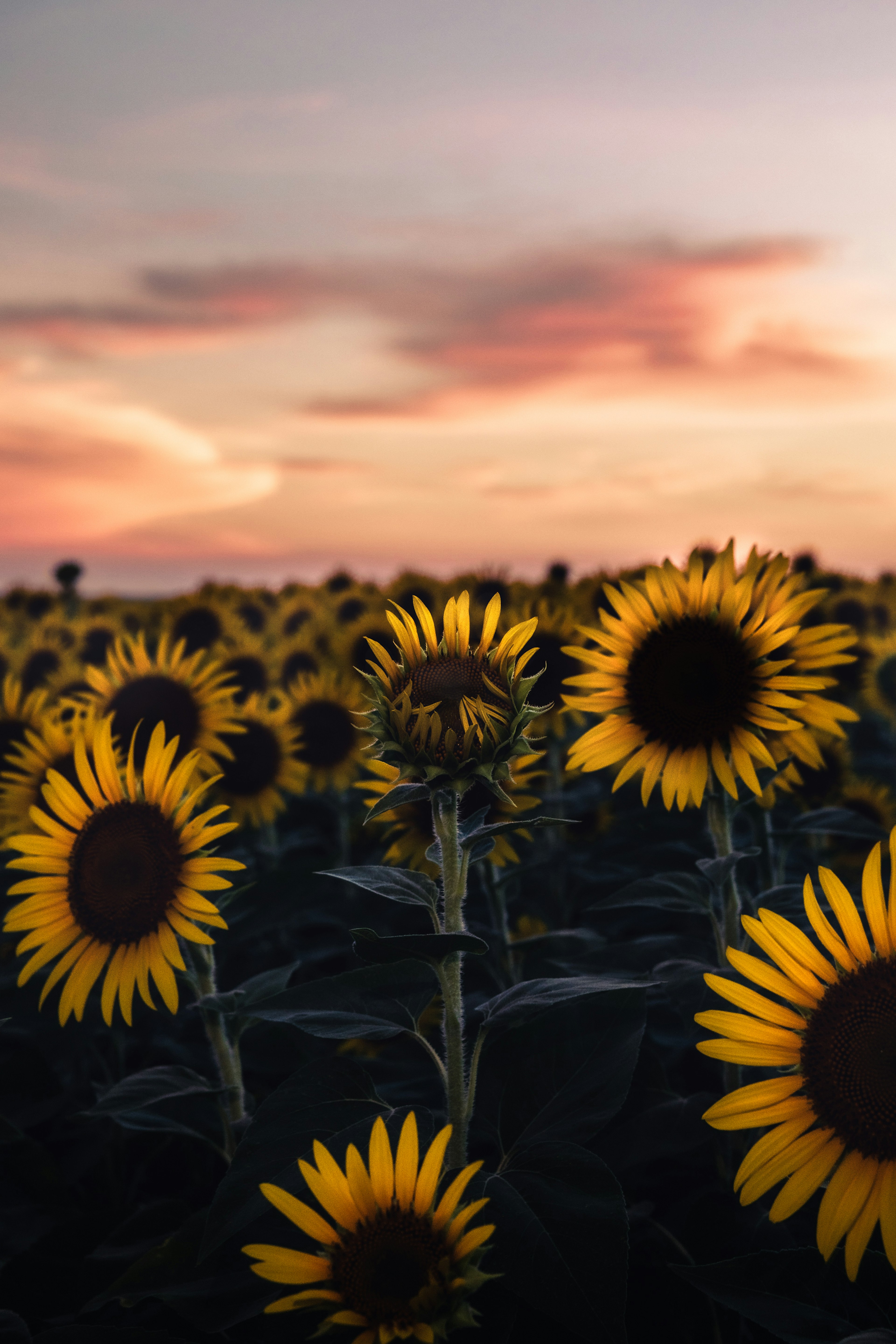 Sonnenblumenfeld mit Sonnenuntergang im Hintergrund