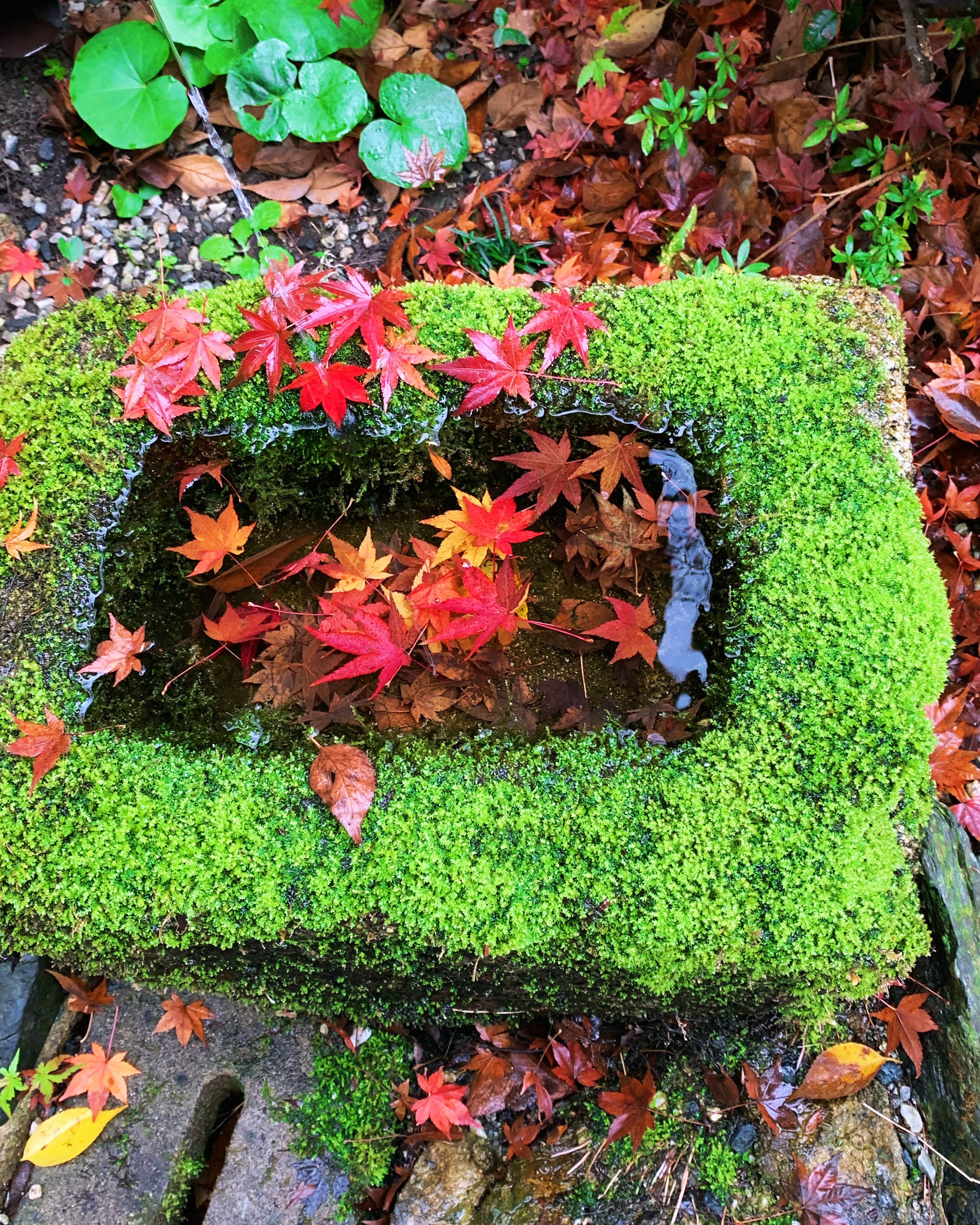 Moss-covered stone basin with floating red maple leaves