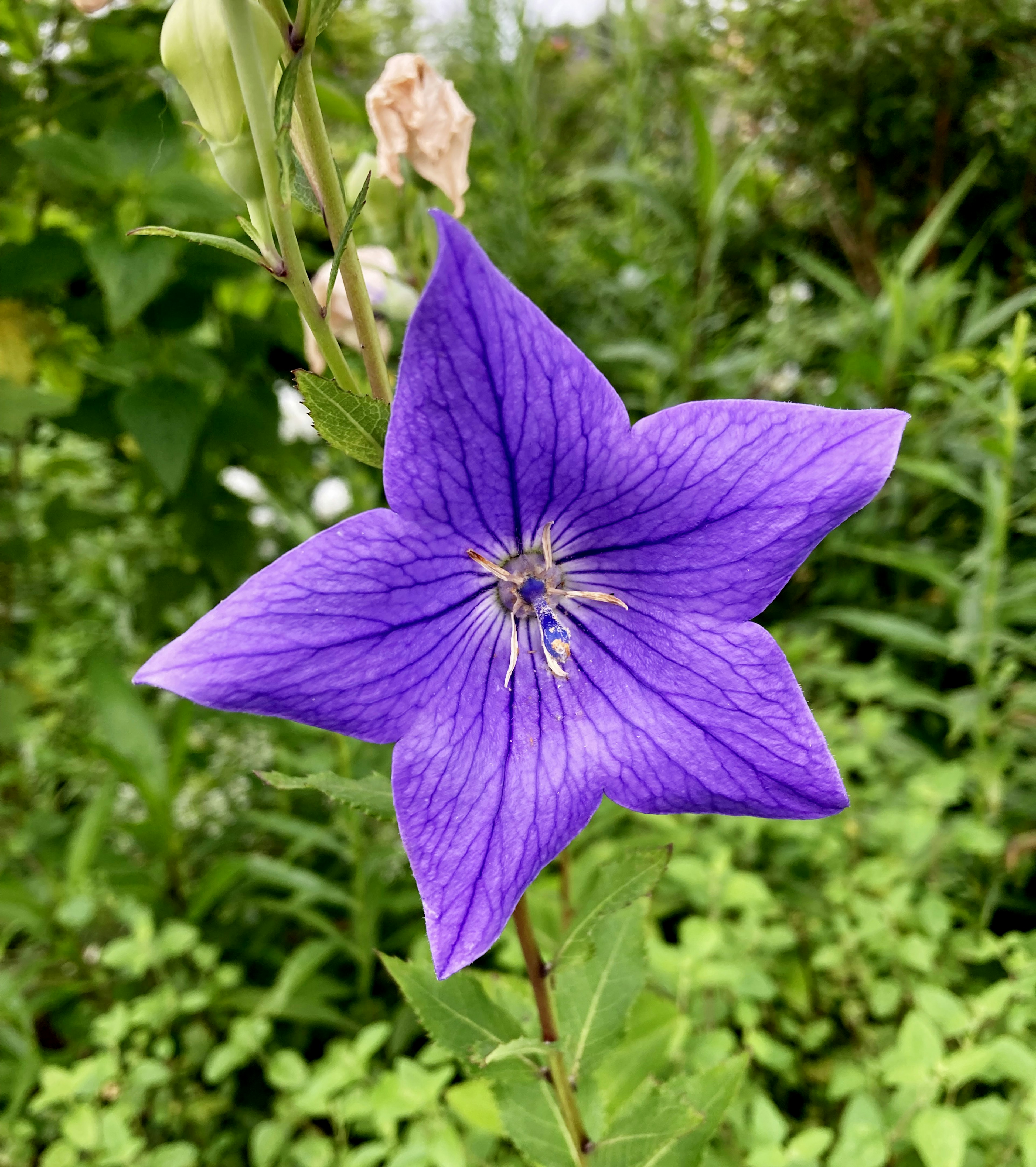 Eine lebendige lila sternförmige Blume blüht vor grünem Hintergrund