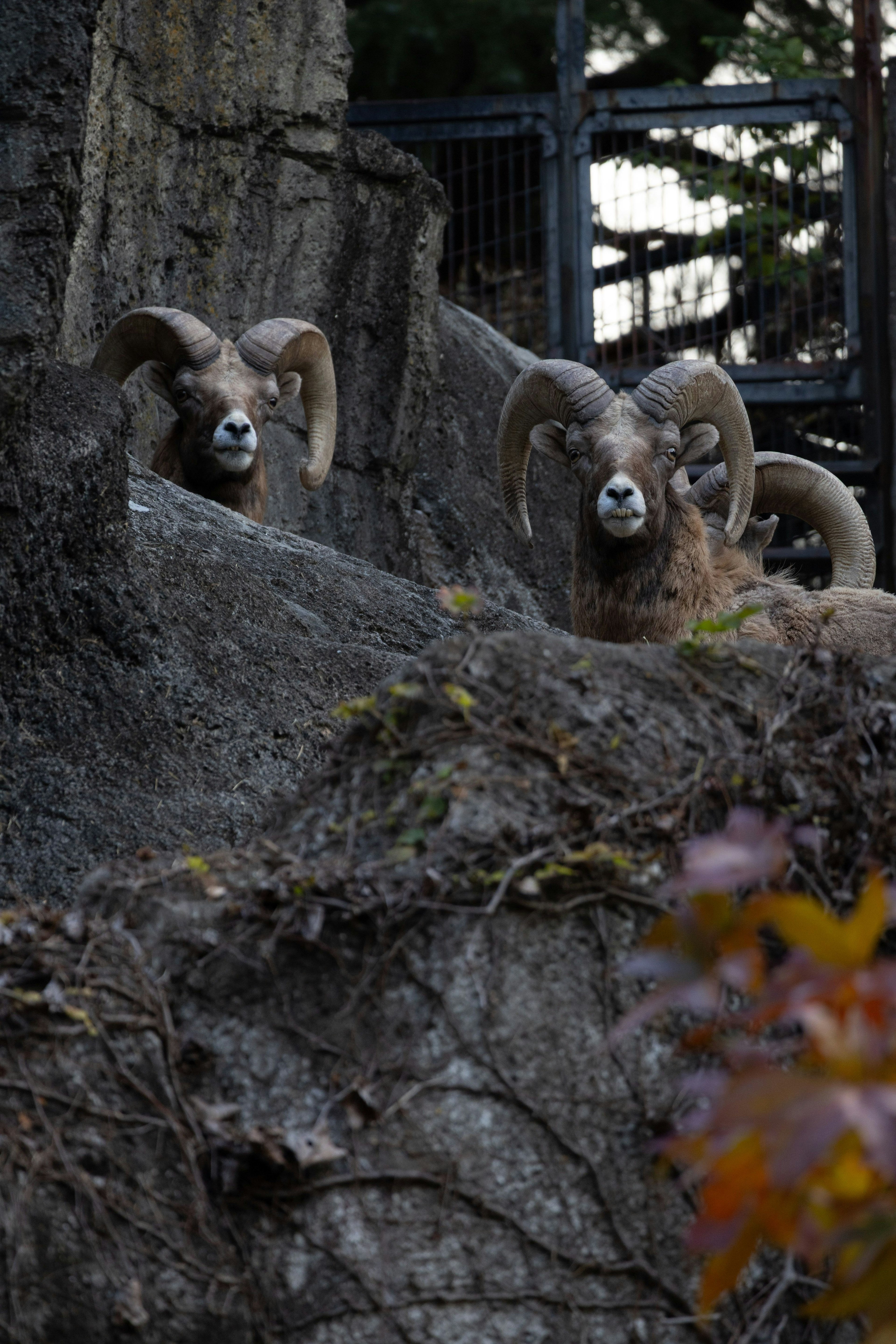 Two large sheep on a rocky surface with prominent horns