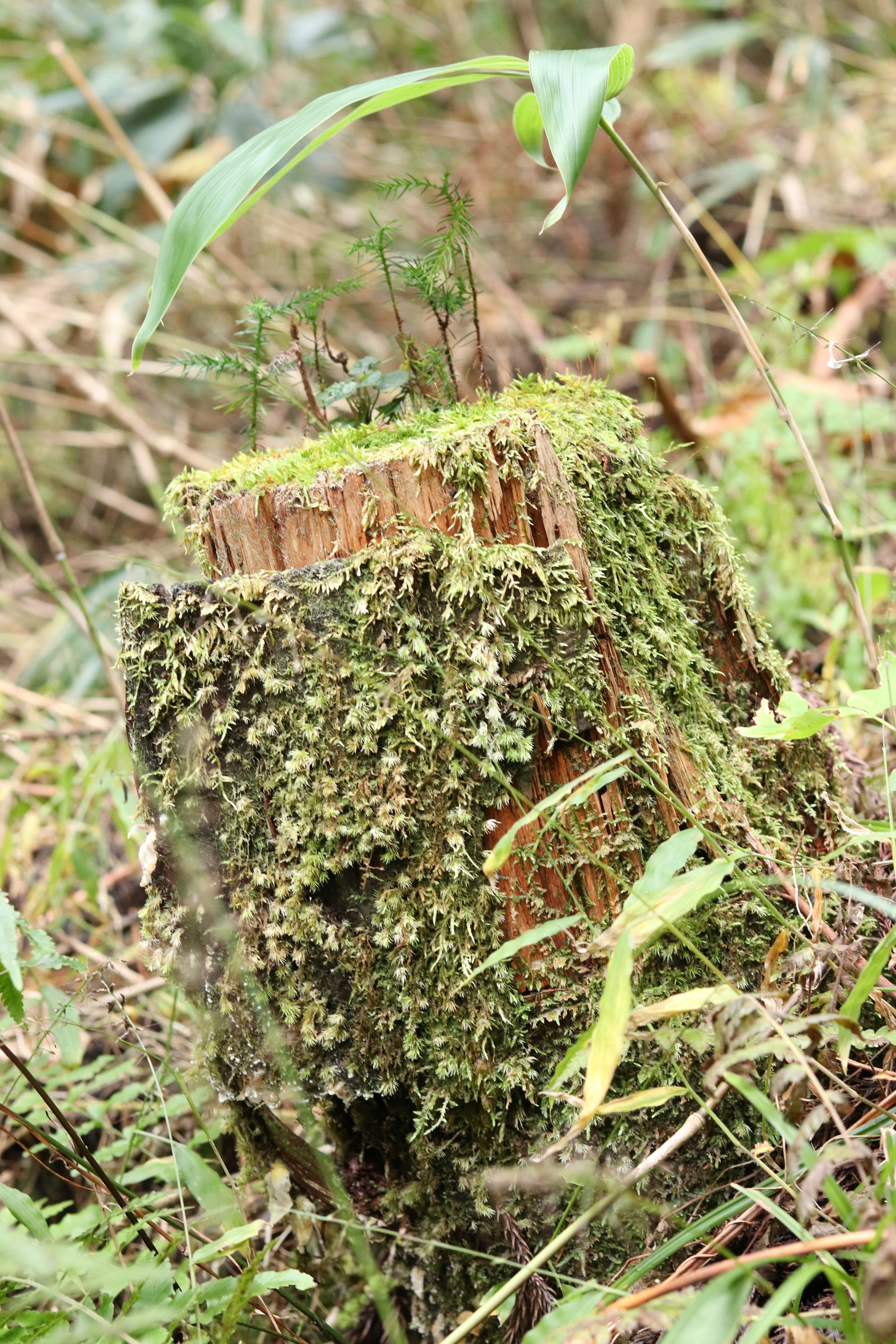 Souche d'arbre couverte de mousse entourée d'herbe