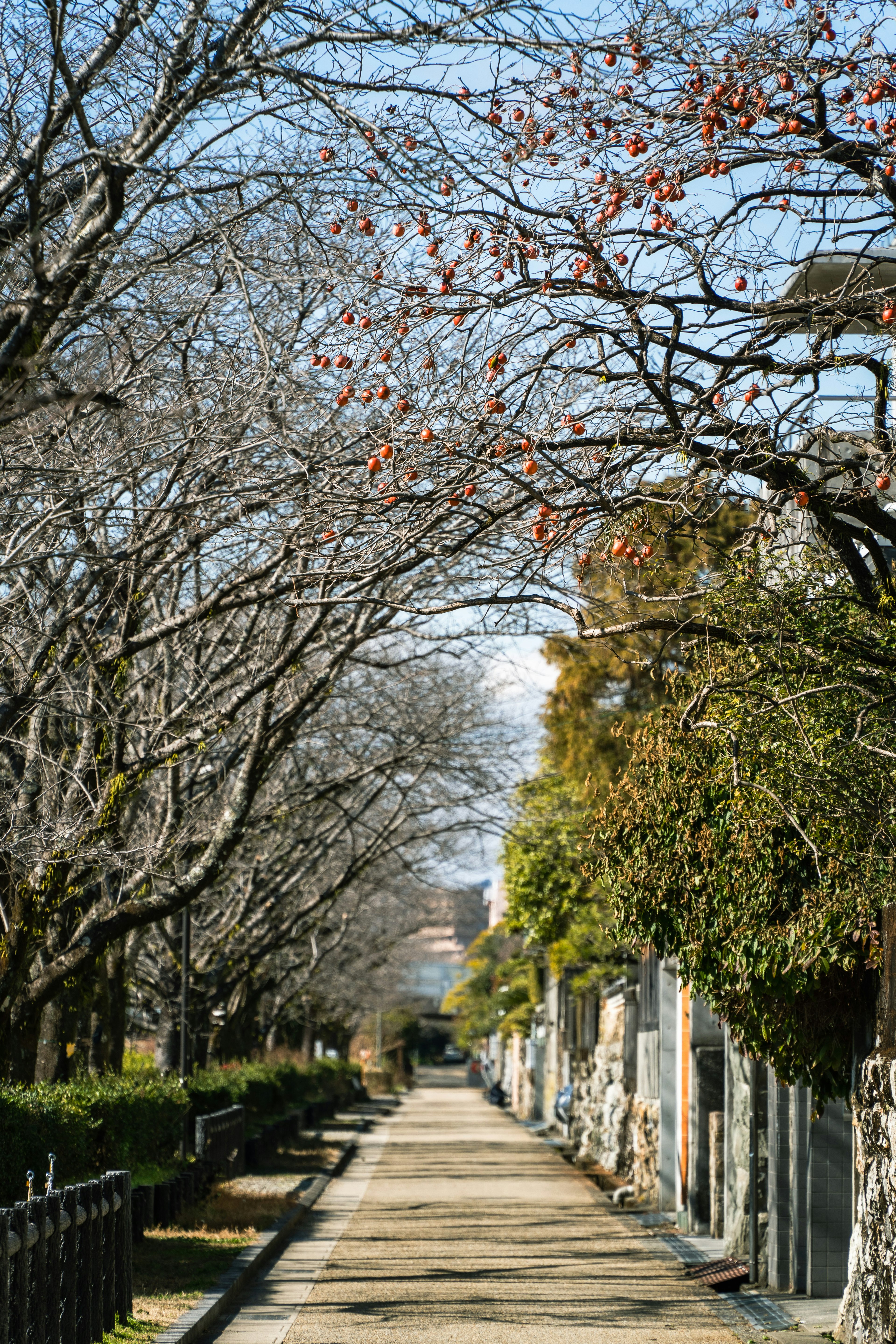 Viale alberato in un parco in inverno con cielo blu