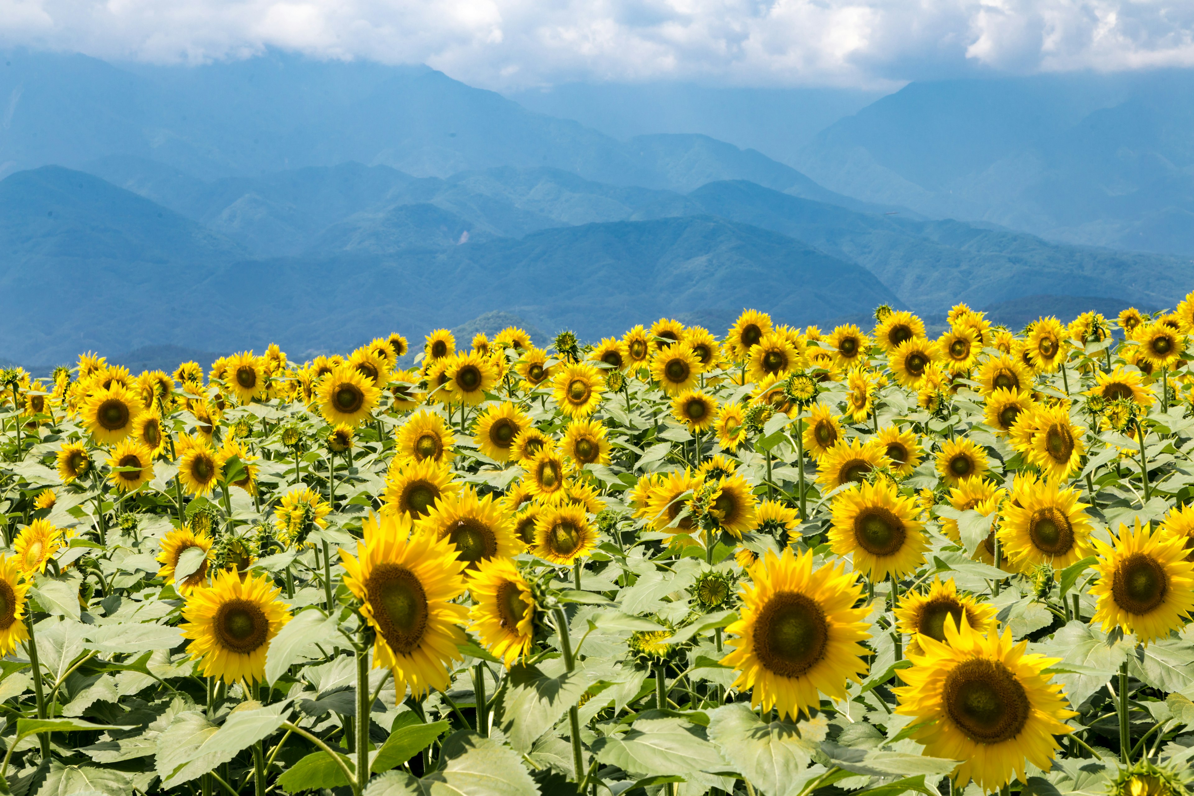 Expansive sunflower field with mountains in the background