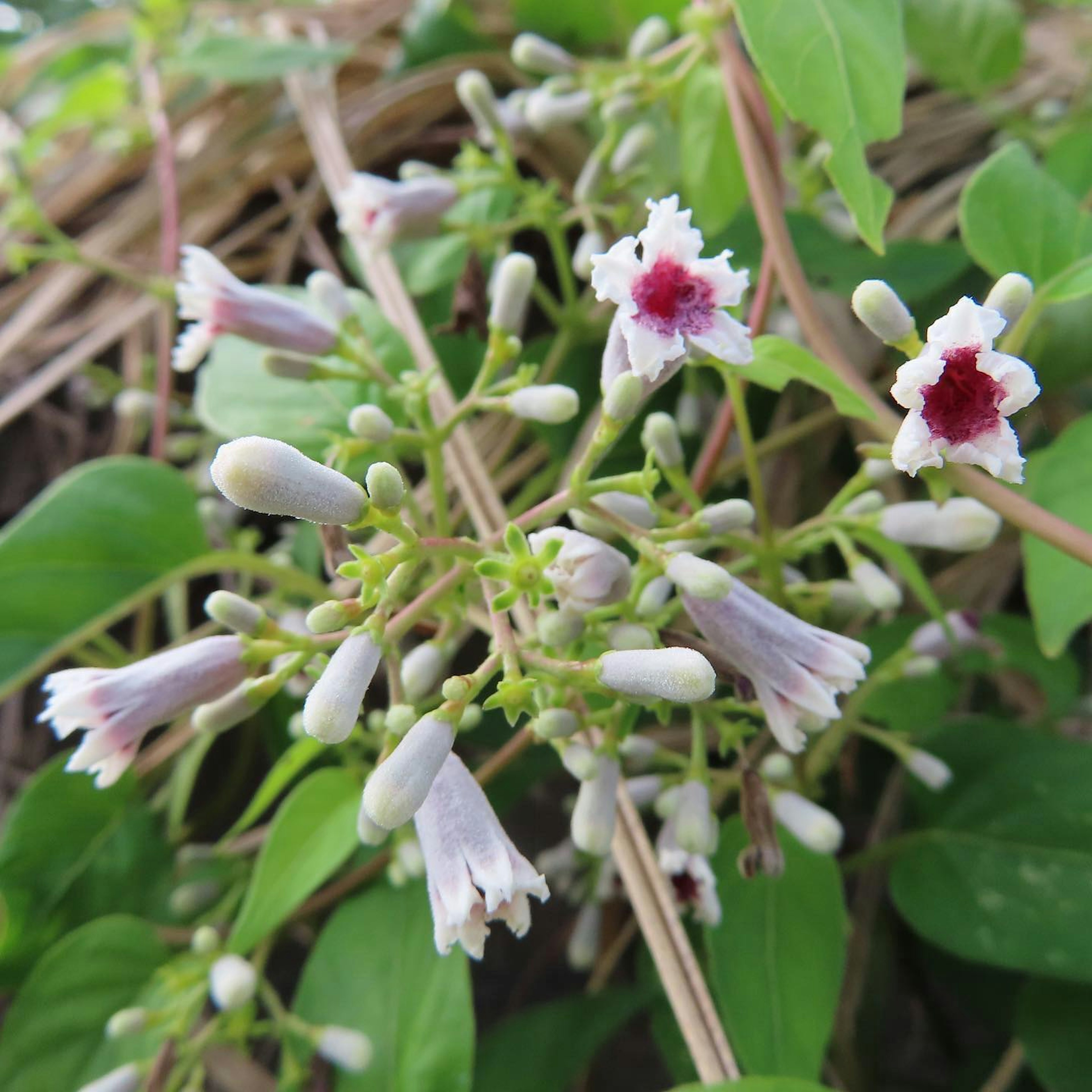 Gros plan d'une plante verte avec des fleurs blanches et rouges