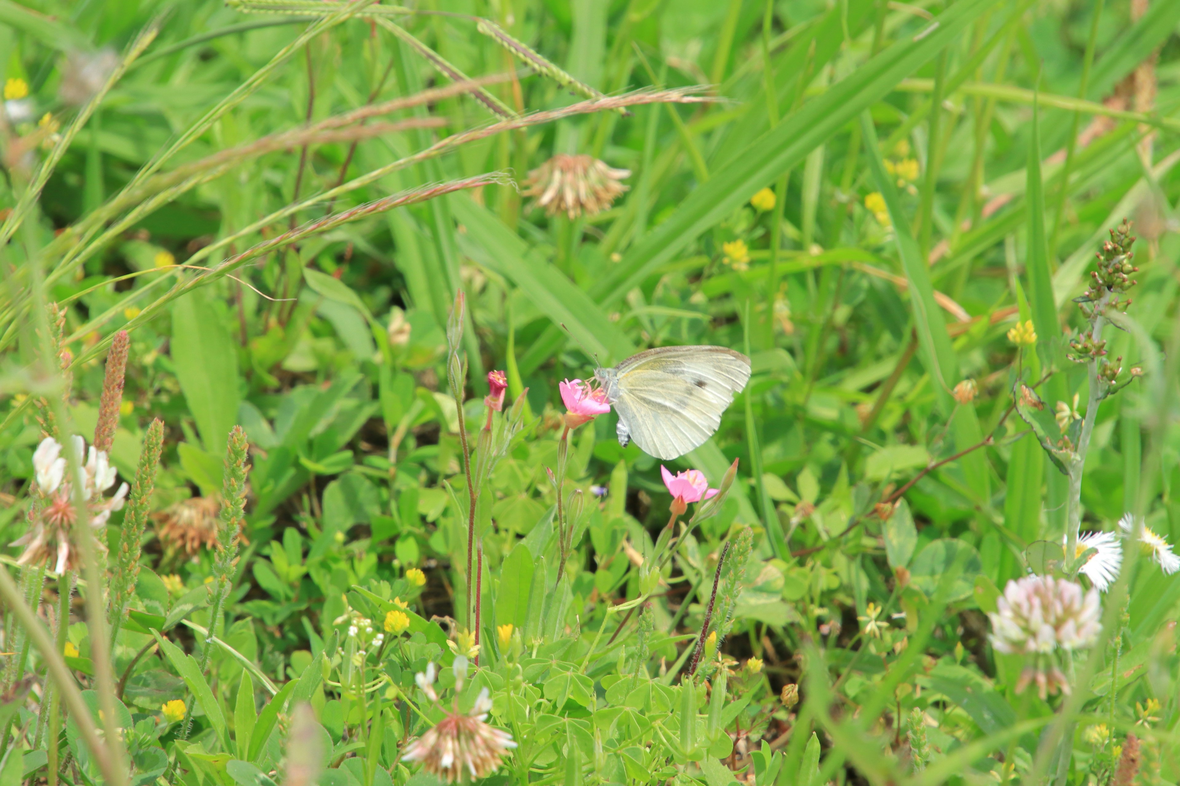 Una piccola farfalla bianca tra fiori colorati in un campo erboso