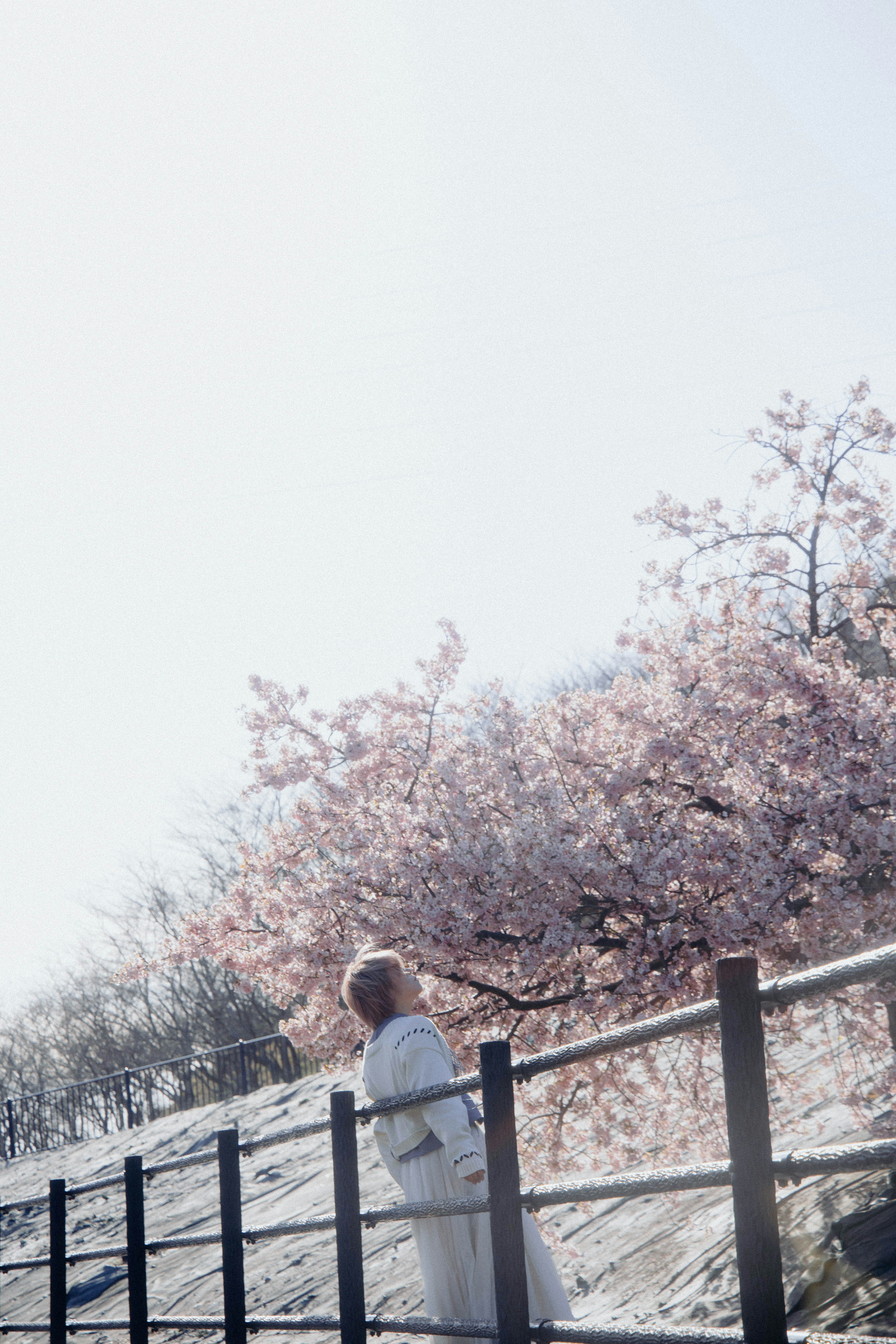 桜の木の前に立つ白い衣装の女性の姿