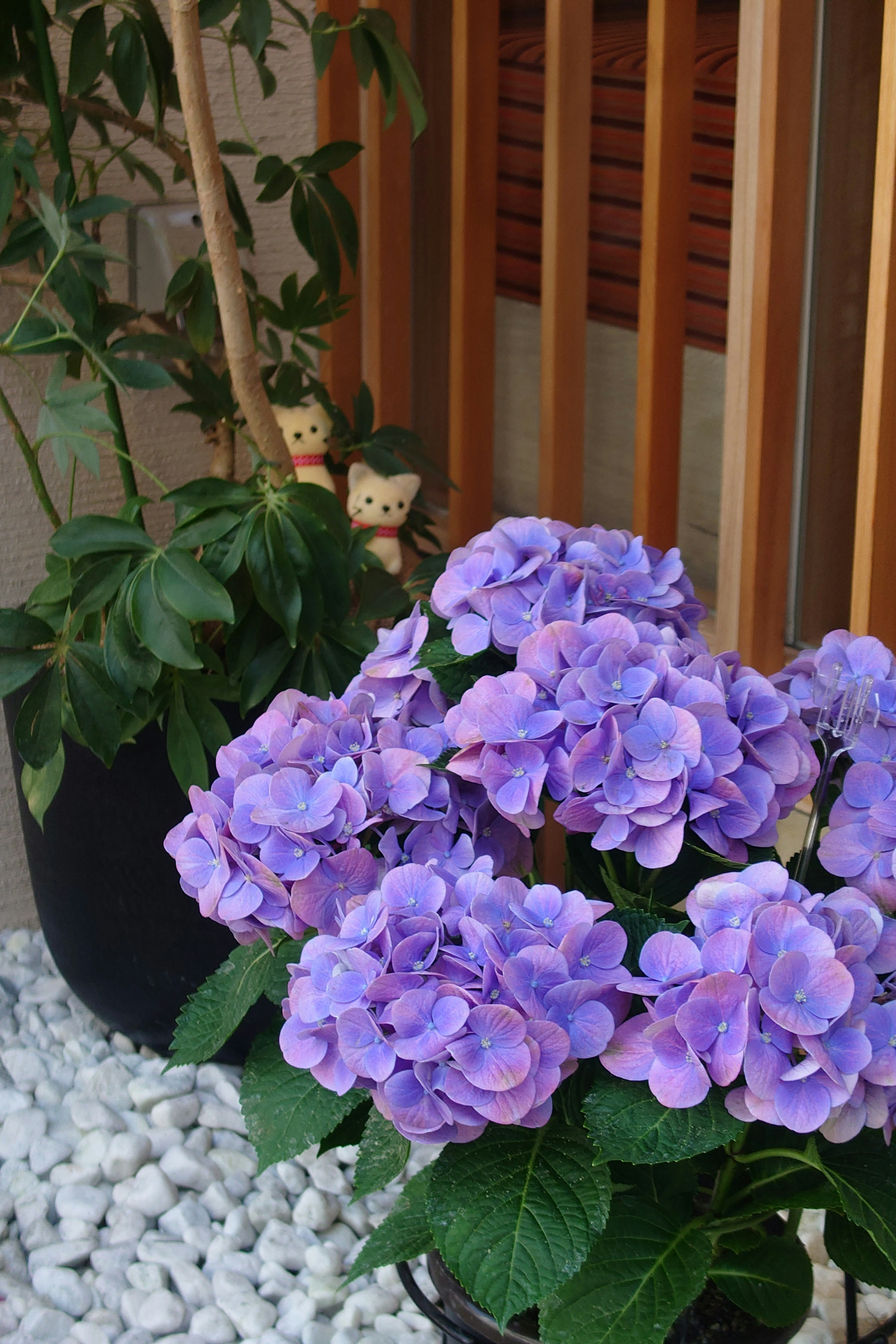 Un vibrante grupo de hortensias moradas con plantas verdes en un entorno de jardín sereno