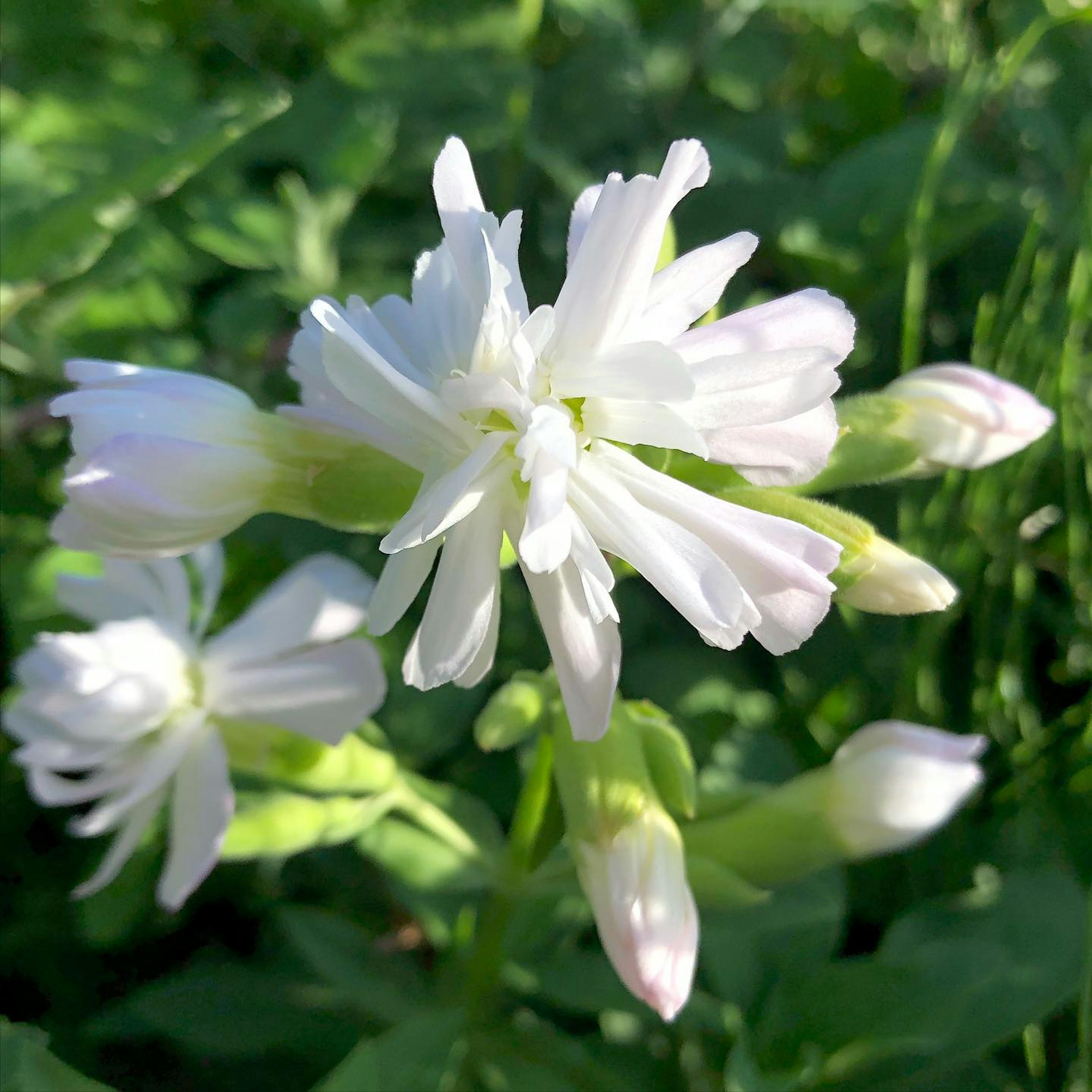 Weiße Blumen blühen vor grünem Hintergrund